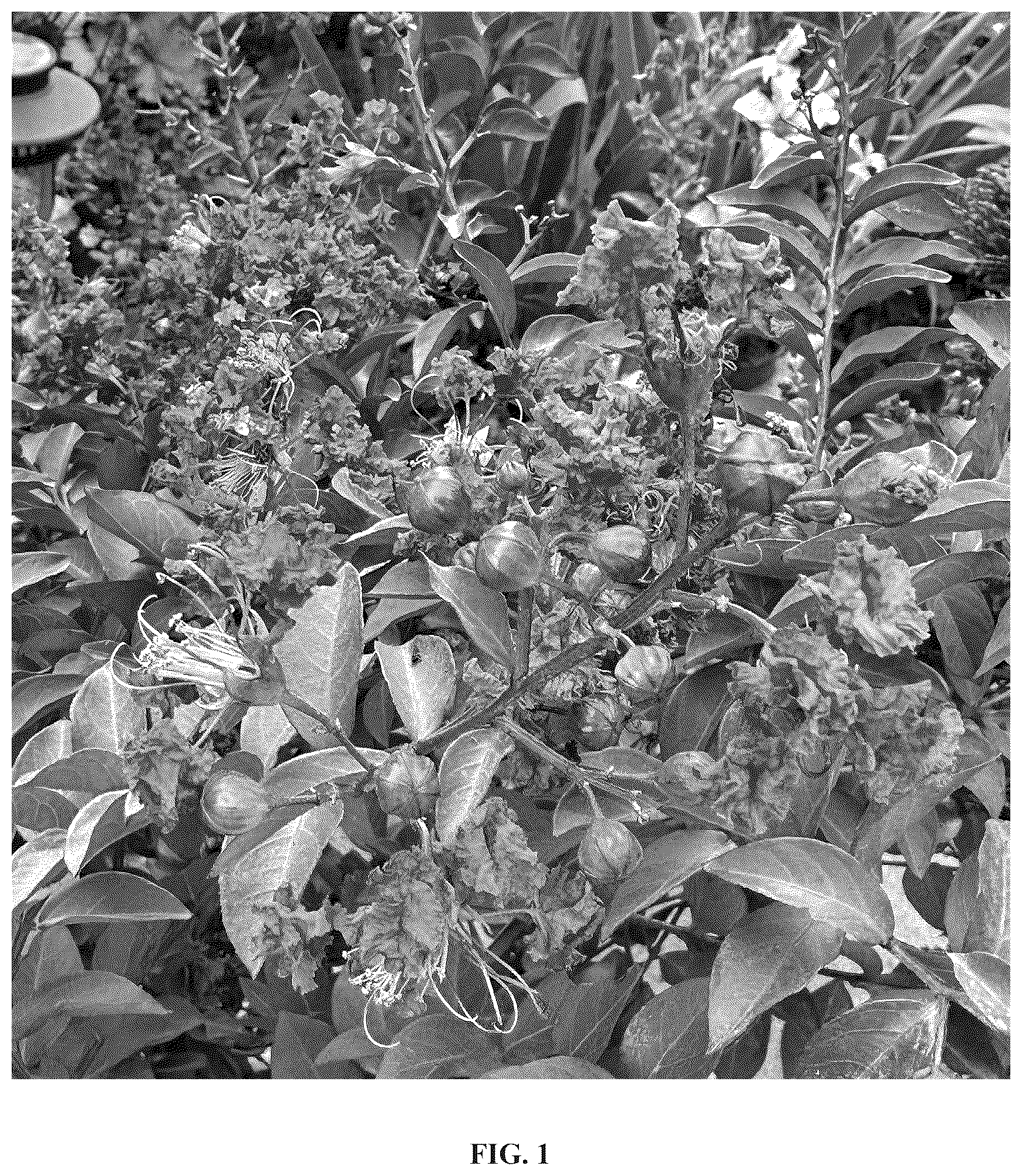 Patent USPP036789 — Lagerstroemia plant named ‘GV16103’ — Figure 1