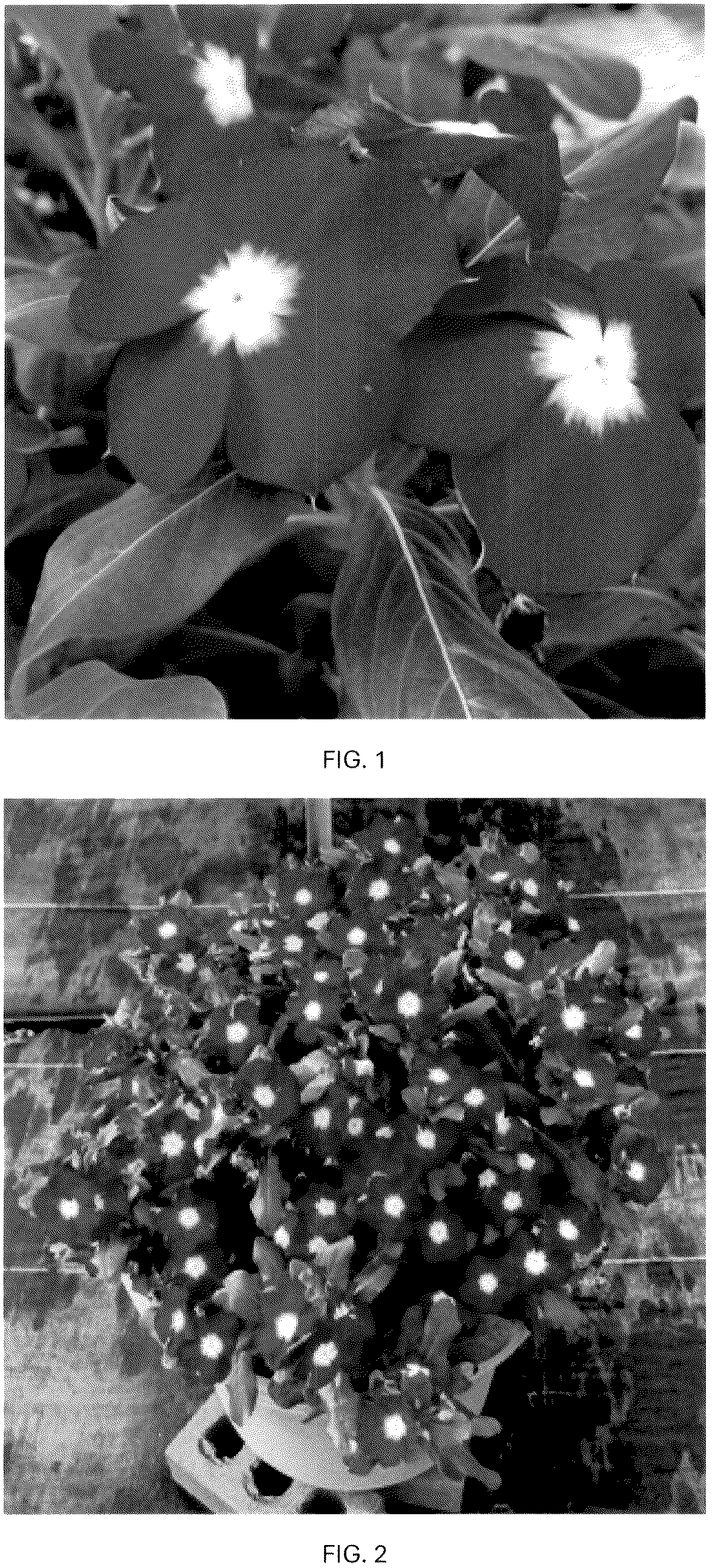 Patent USPP036790 — Catharanthus plant named ‘CARZ0002’ — Figure 1