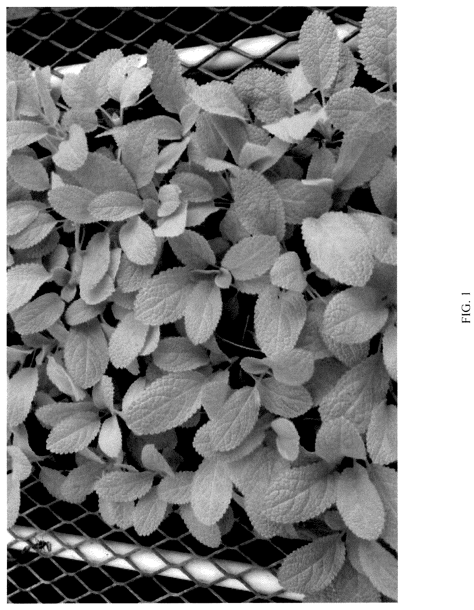 Patent USPP036792 Figure 1 – Stachys plant named ‘KEY LIME’