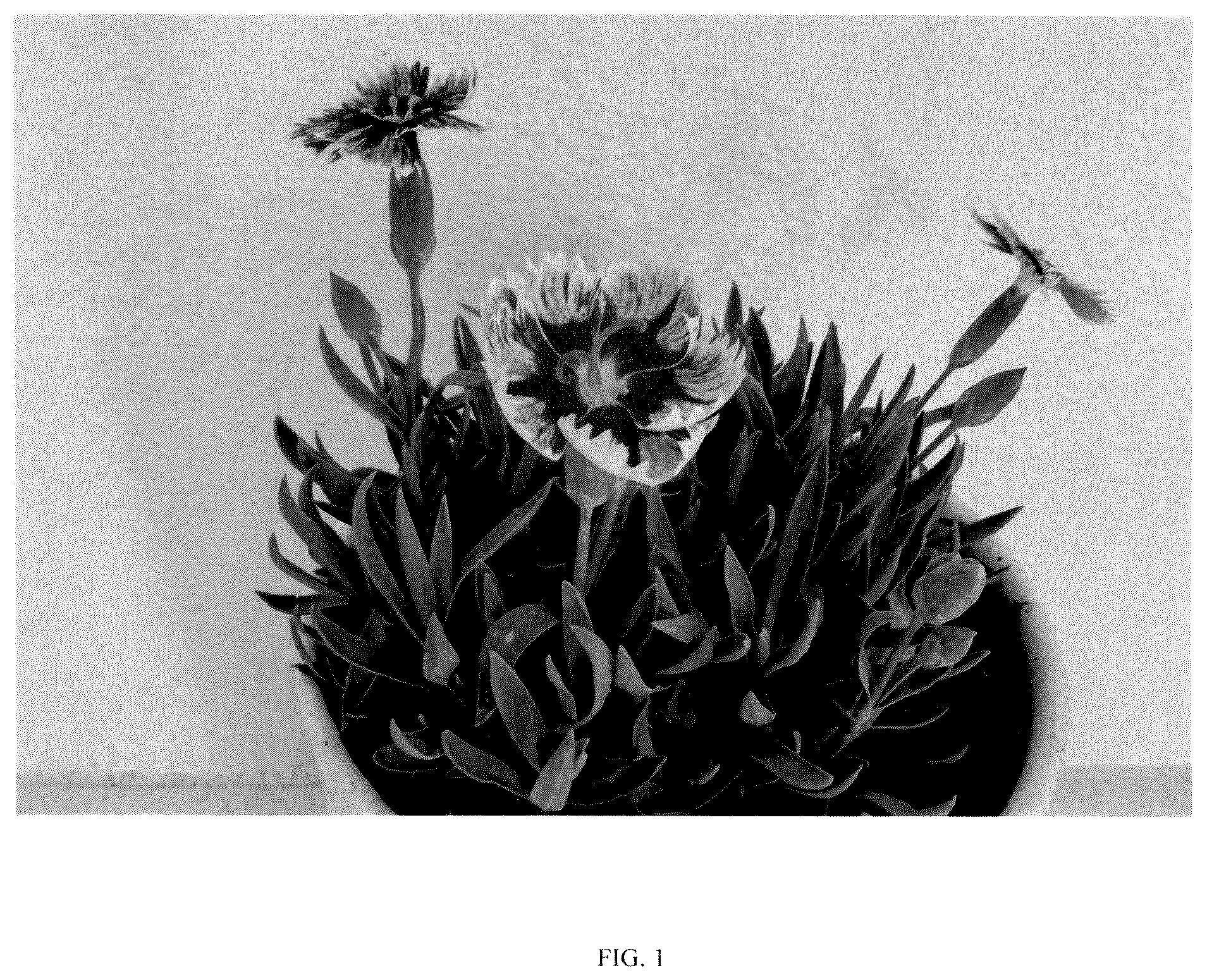 Patent USPP036793 — Dianthus plant named ‘G22090’ — Figure 1