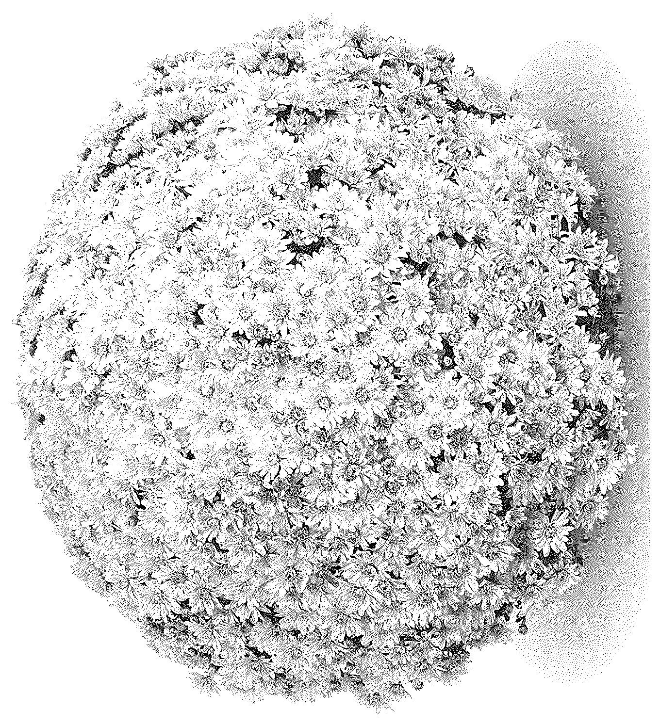 Patent USPP036794 — Chrysanthemum plant named ‘G24MAG01VA’ — Figure 1