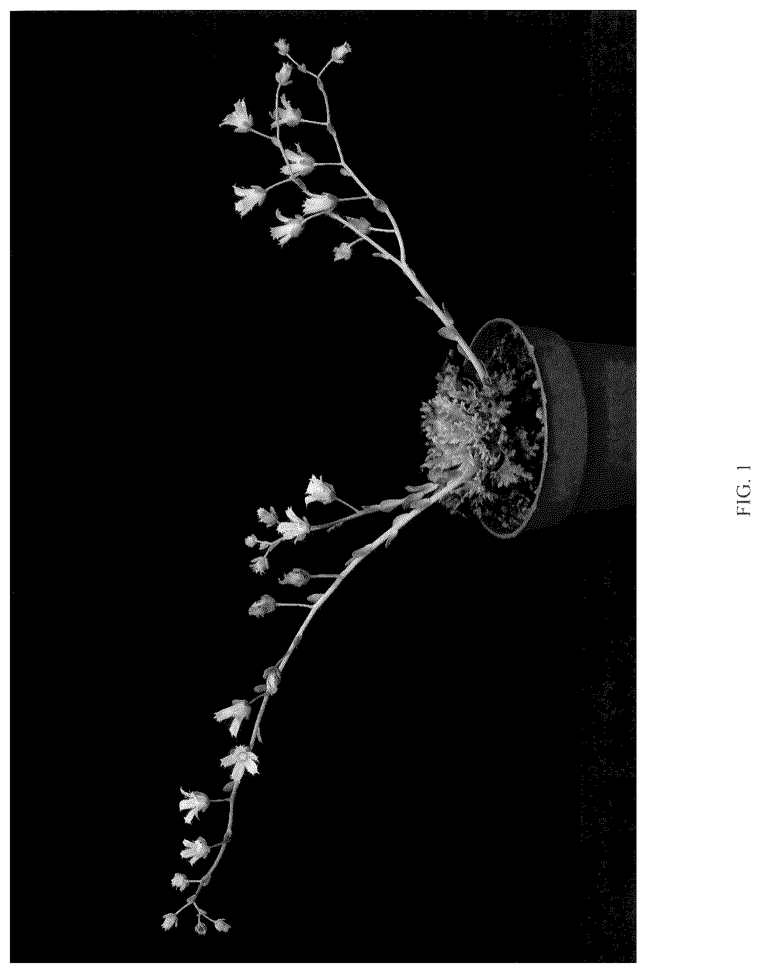 Patent USPP036795 — Graptoveria plant named ‘STARFIRE’ — Figure 1