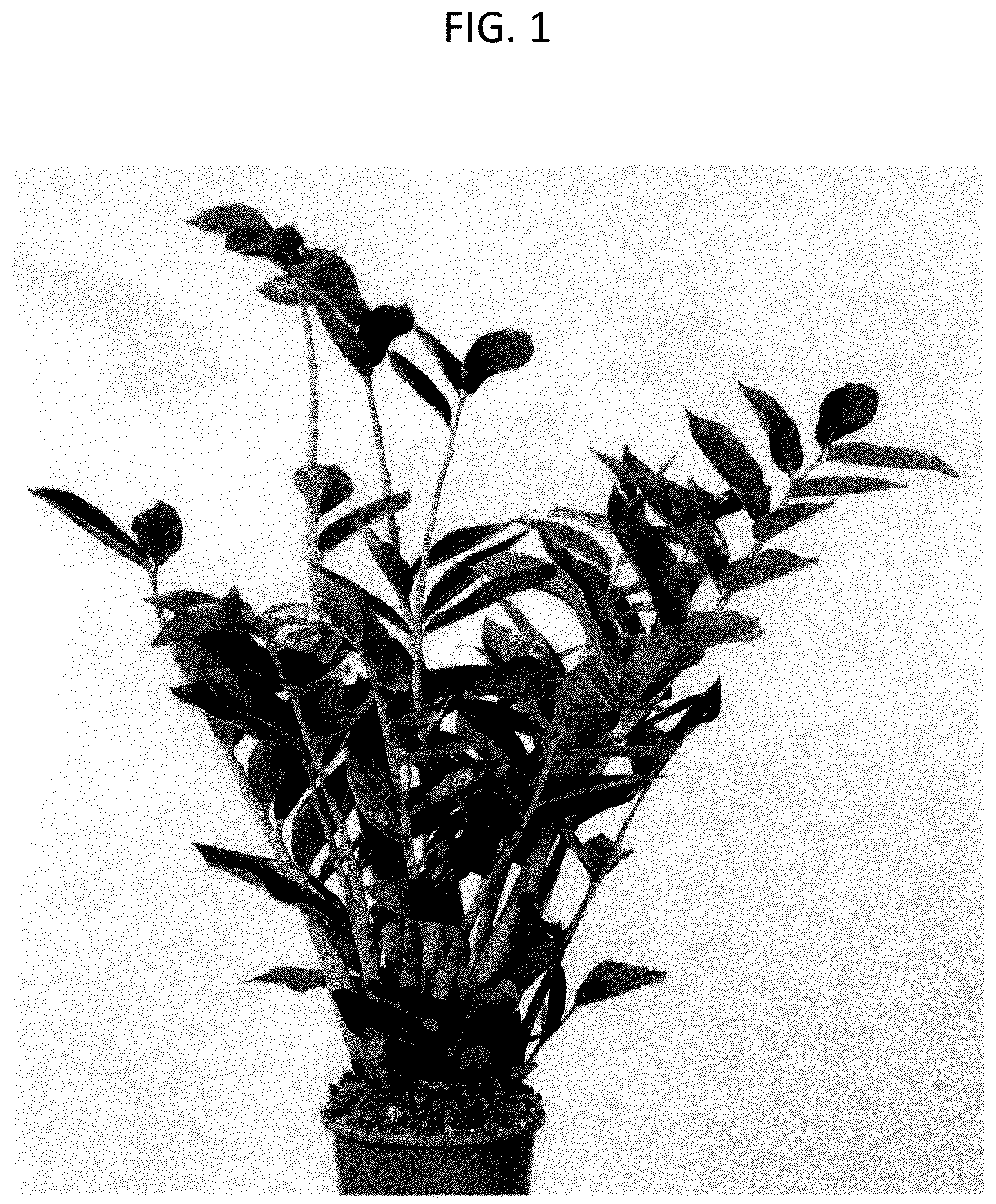 Patent USPP036796 Figure 1 – Zamioculcas plant named ‘EDZAM2202’