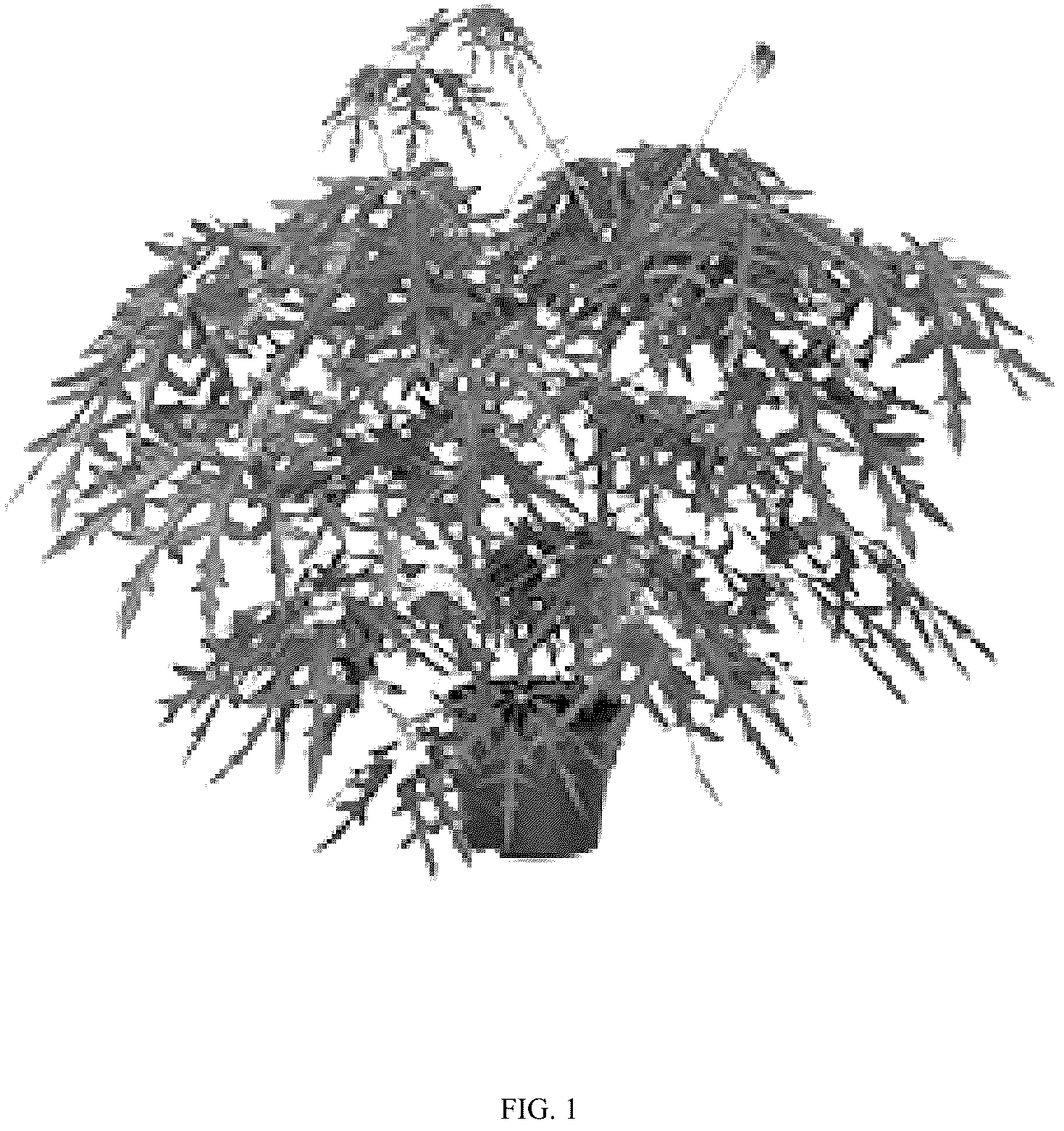 Patent USPP036797 — Schefflera plant named ‘Mato’ — Figure 1
