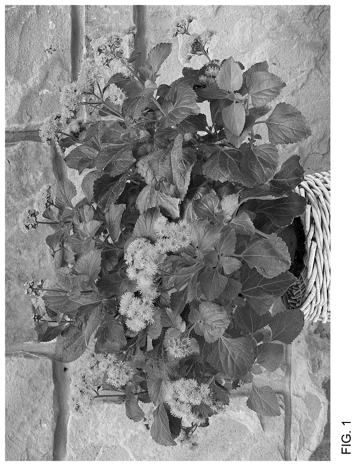 Patent USPP036798 — Ageratum plant named ‘Agerboyuma’ — Figure 1