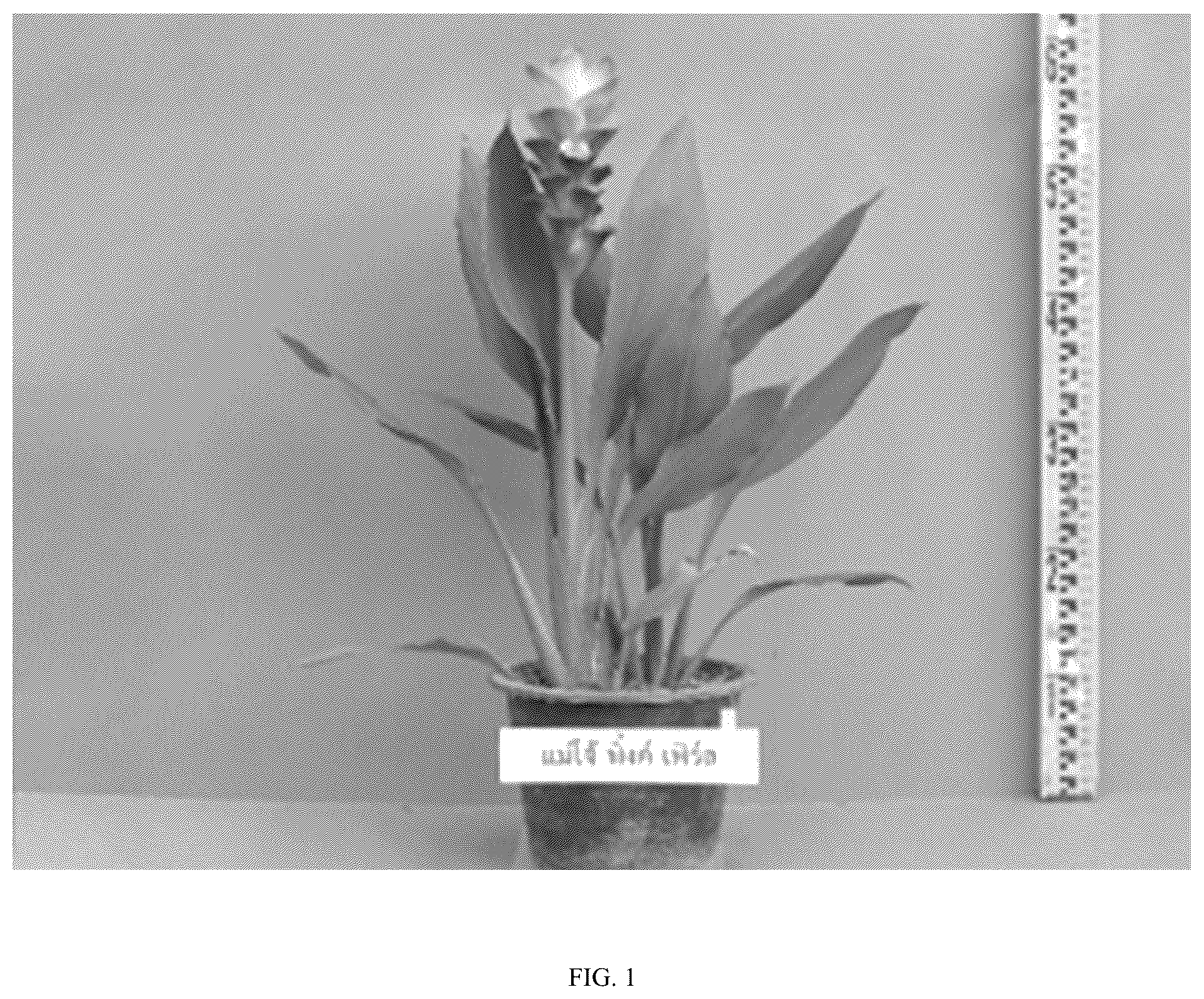 Patent USPP036799 — Curcuma plant named ‘Maejo Pink Pearl’ — Figure 1