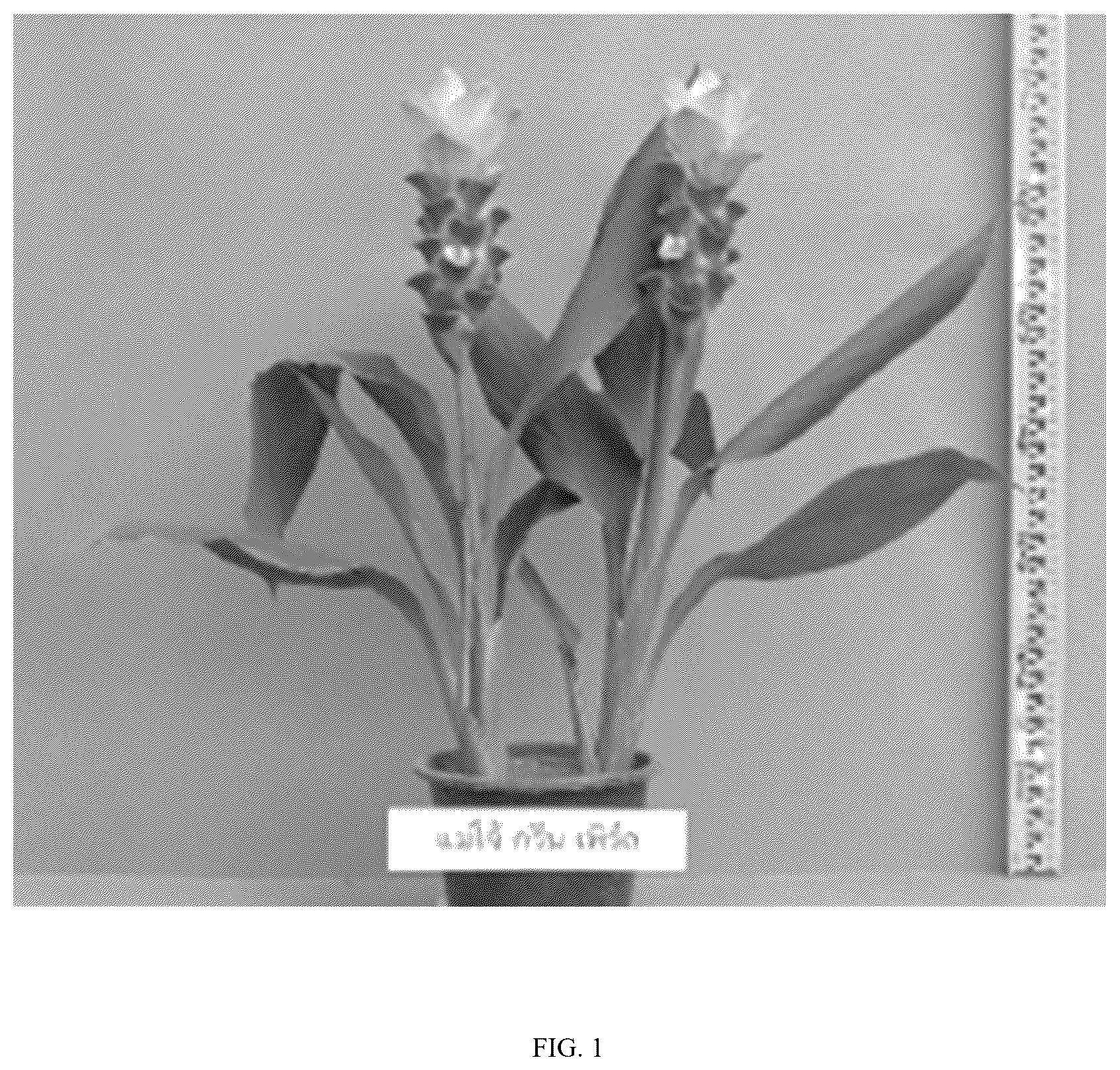 Patent USPP036800 — Curcuma plant named ‘Maejo Green Pearl’ — Figure 1
