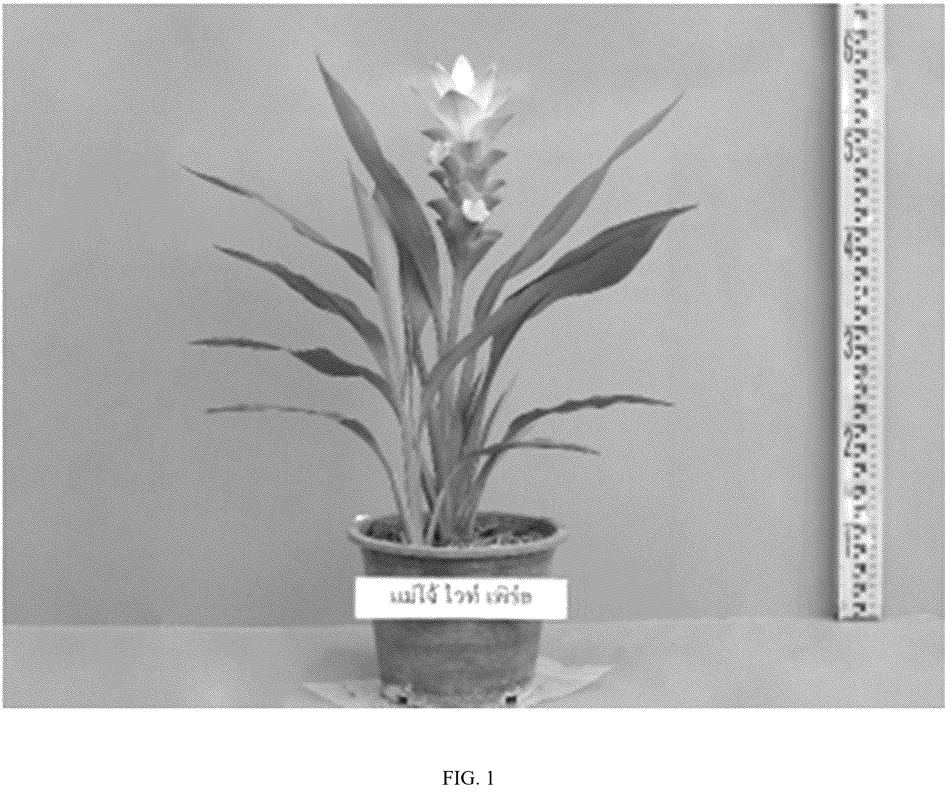 Patent USPP036801 — Curcuma plant named ‘Maejo White Pearl’ — Figure 1