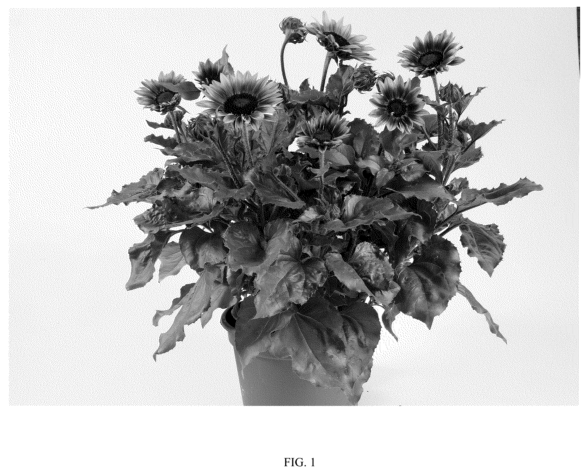 Patent USPP036802 — Helianthus plant named ‘DHELSOSKBB’ — Figure 1