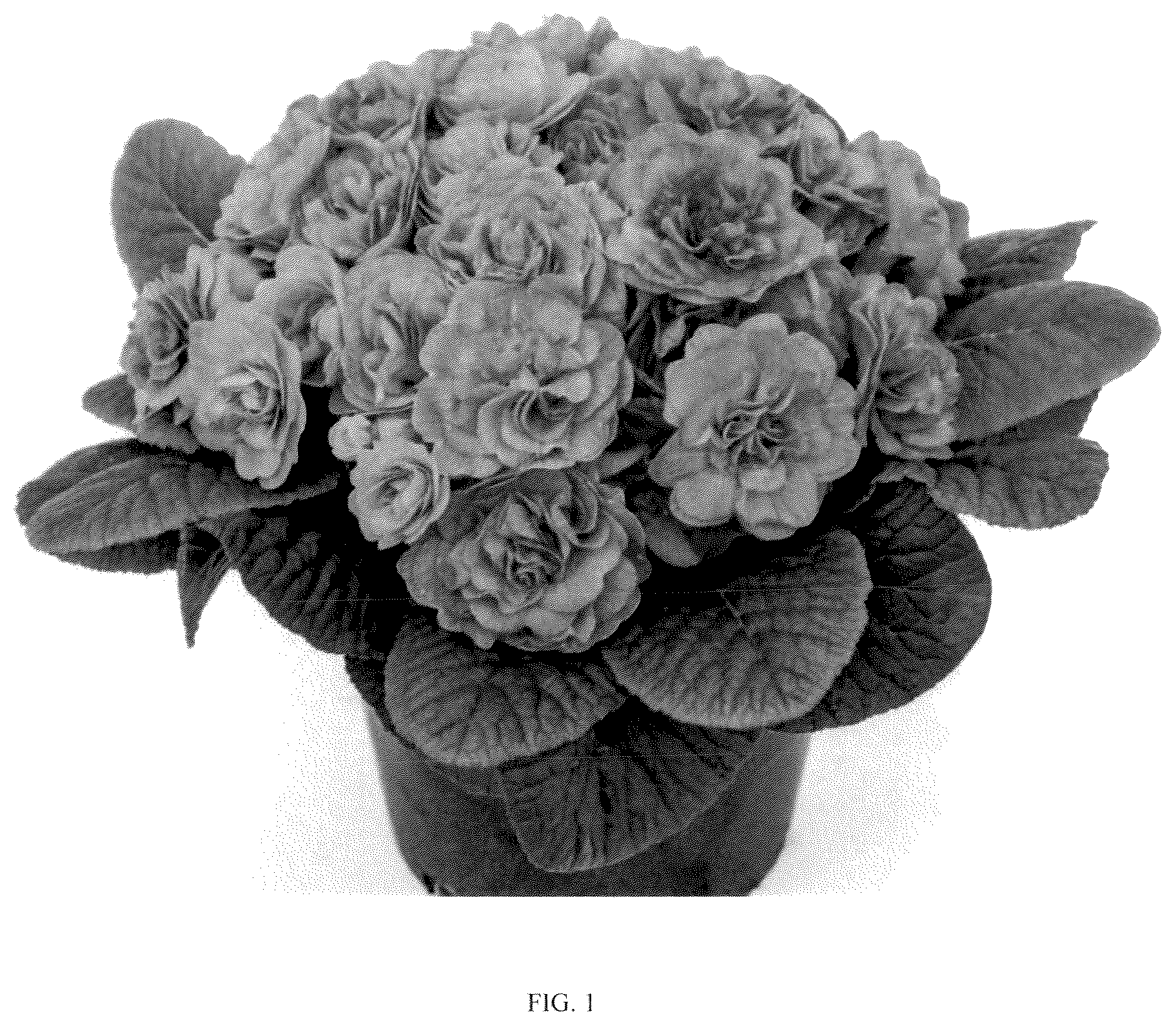 Patent USPP036803 — Primula plant named ‘KERBELBLUWAT’ — Figure 1