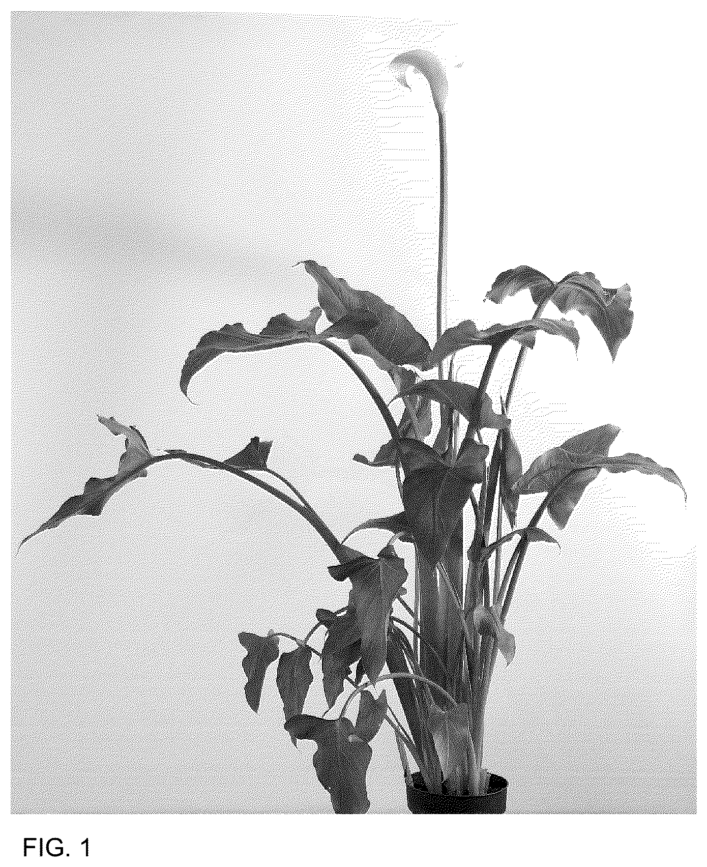 Patent USPP036804 — Zantedeschia plant named ‘DO21PW104’ — Figure 1