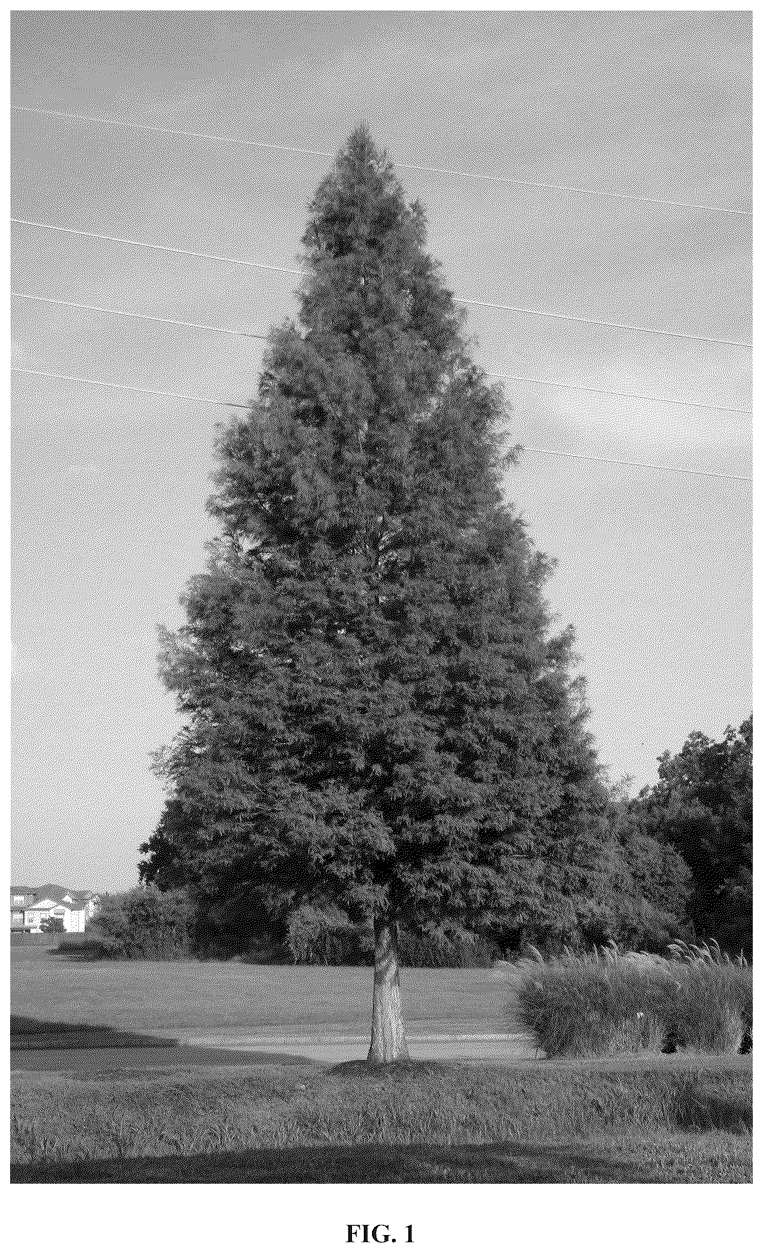 Patent USPP036806 Figure 1 – Taxodium tree named ‘Everbill’