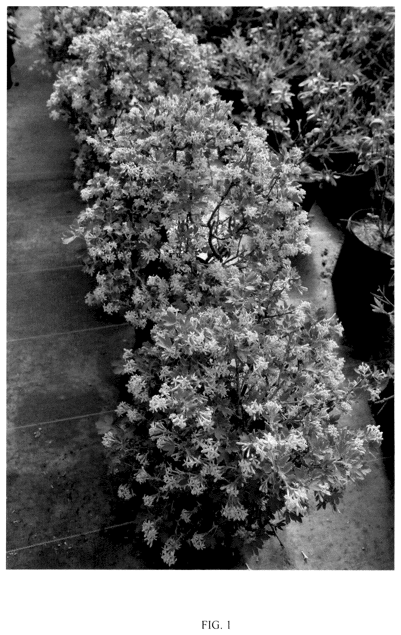 Patent USPP036807 — Ribes plant named ‘SMROCS’ — Figure 1