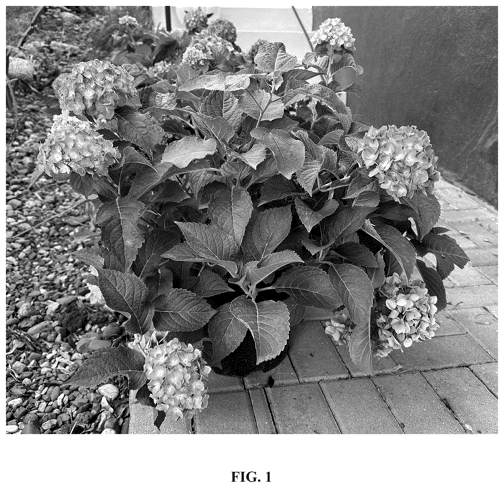 Patent USPP036808 Figure 1 – Hydrangea plant named ‘Bailmacnine’