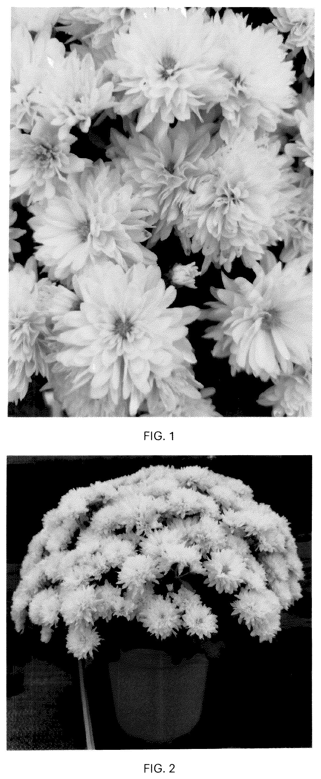 Patent USPP036809 — Chrysanthemum plant named ‘CIFZ0116’ — Figure 1