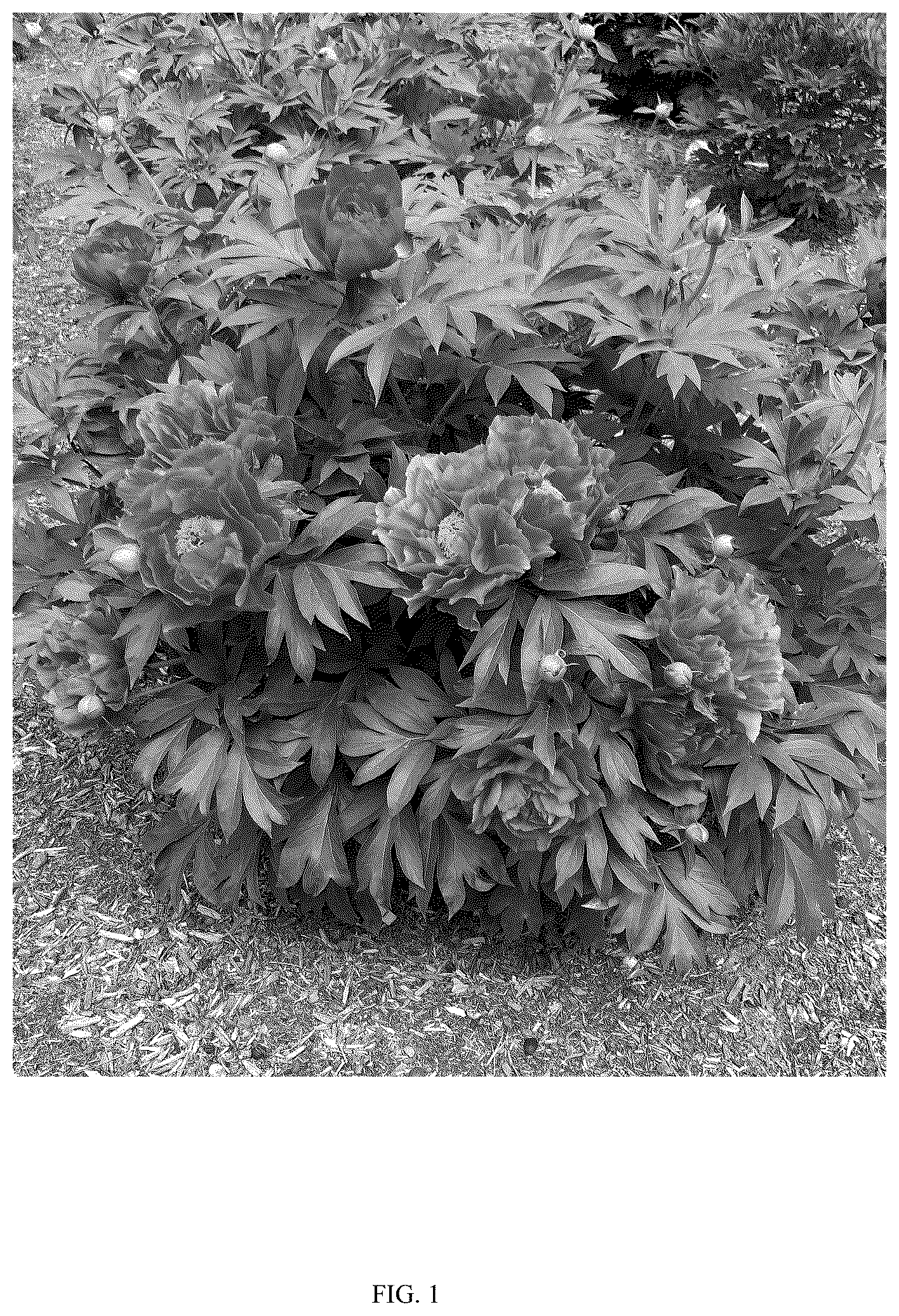 Patent USPP036810 — Paeonia plant named ‘Smithopus7’ — Figure 1