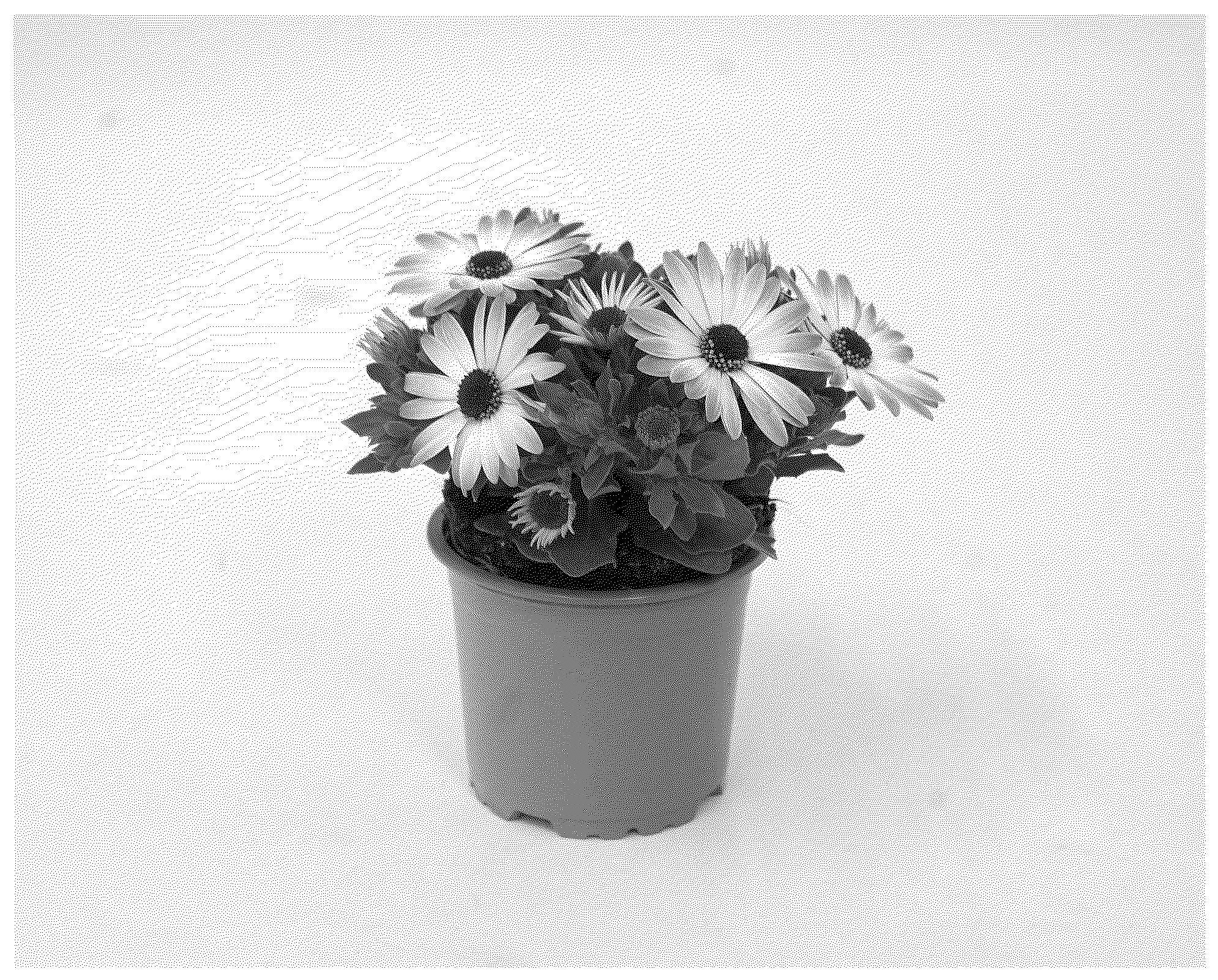 Patent USPP036811 — Osteospermum plant named ‘KLEOE23819’ — Figure 1