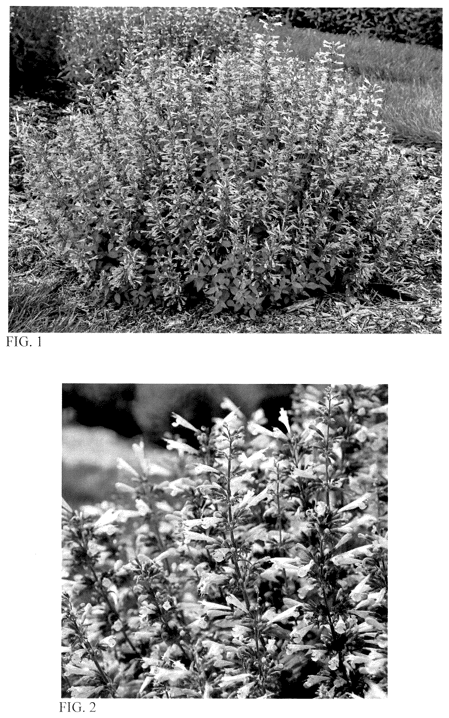 Patent USPP036814 — Agastache plant named ‘Pinky Pie’ — Figure 1