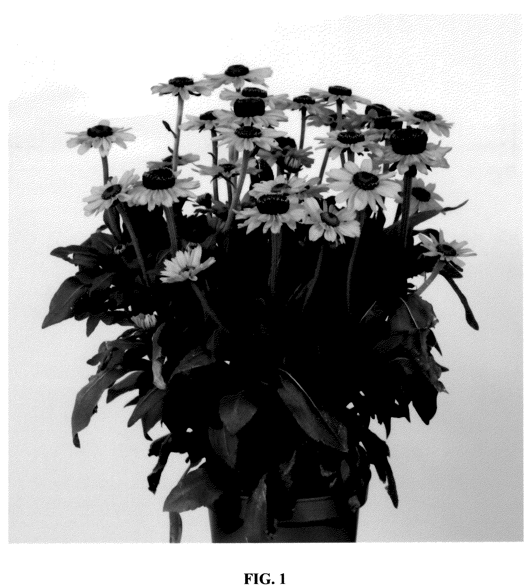 Patent USPP036815 — Rudbeckia plant named ‘RUDBDIV658’ — Figure 1