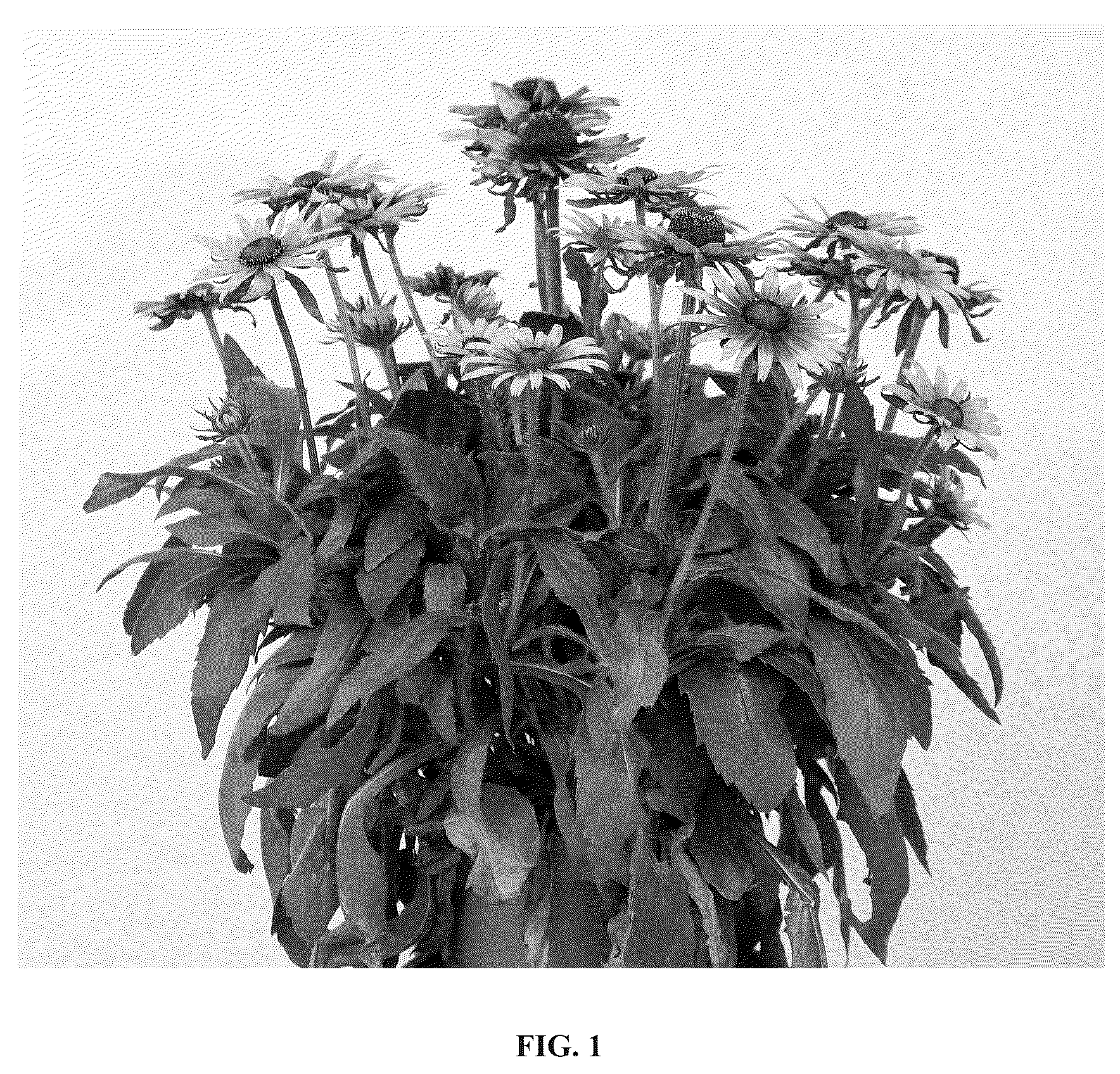 Patent USPP036816 — Rudbeckia plant named ‘RUDBSUN303’ — Figure 1