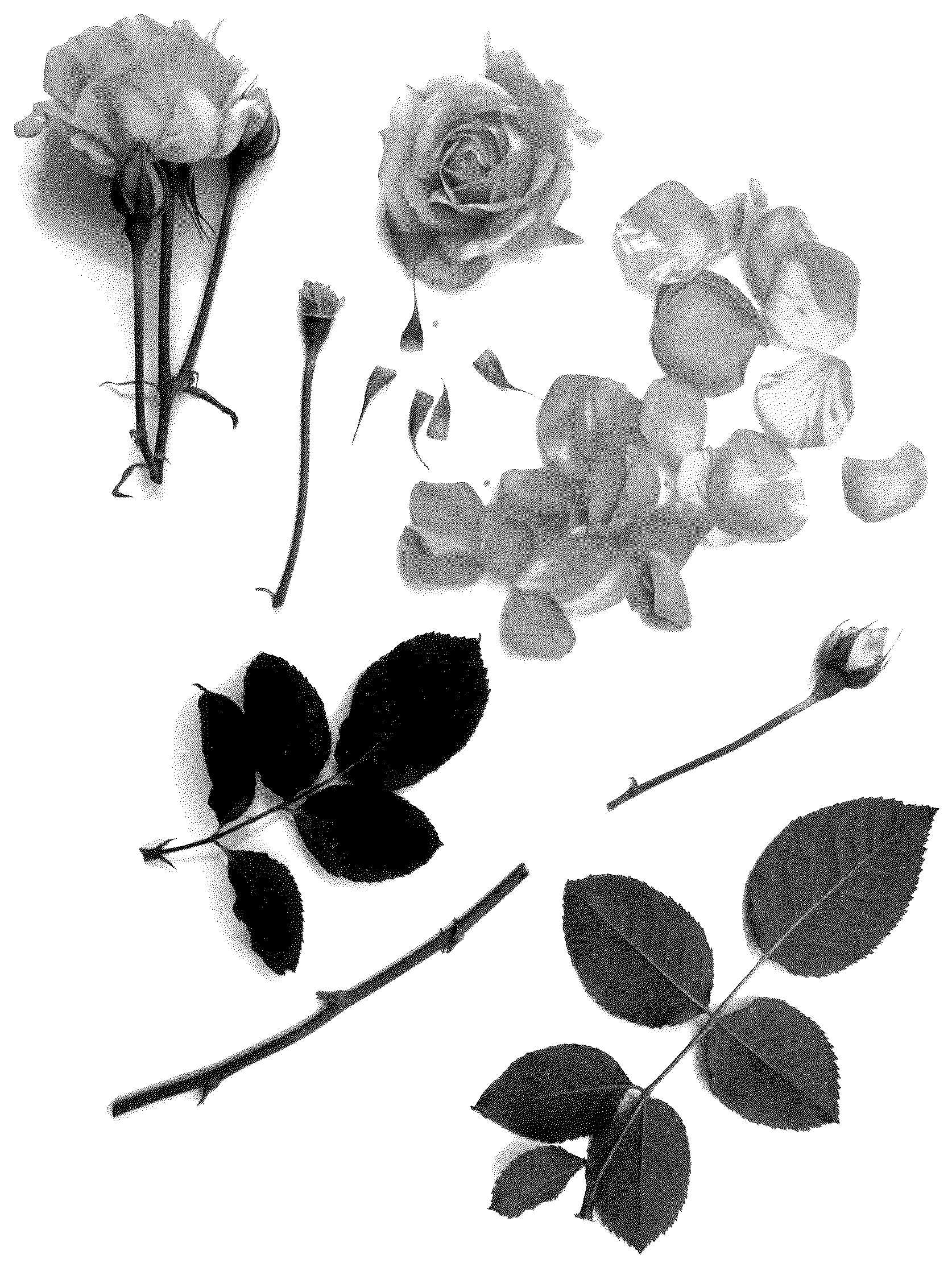 Patent USPP036817 — Miniature rose plant named ‘Poulpah121’ — Figure 1