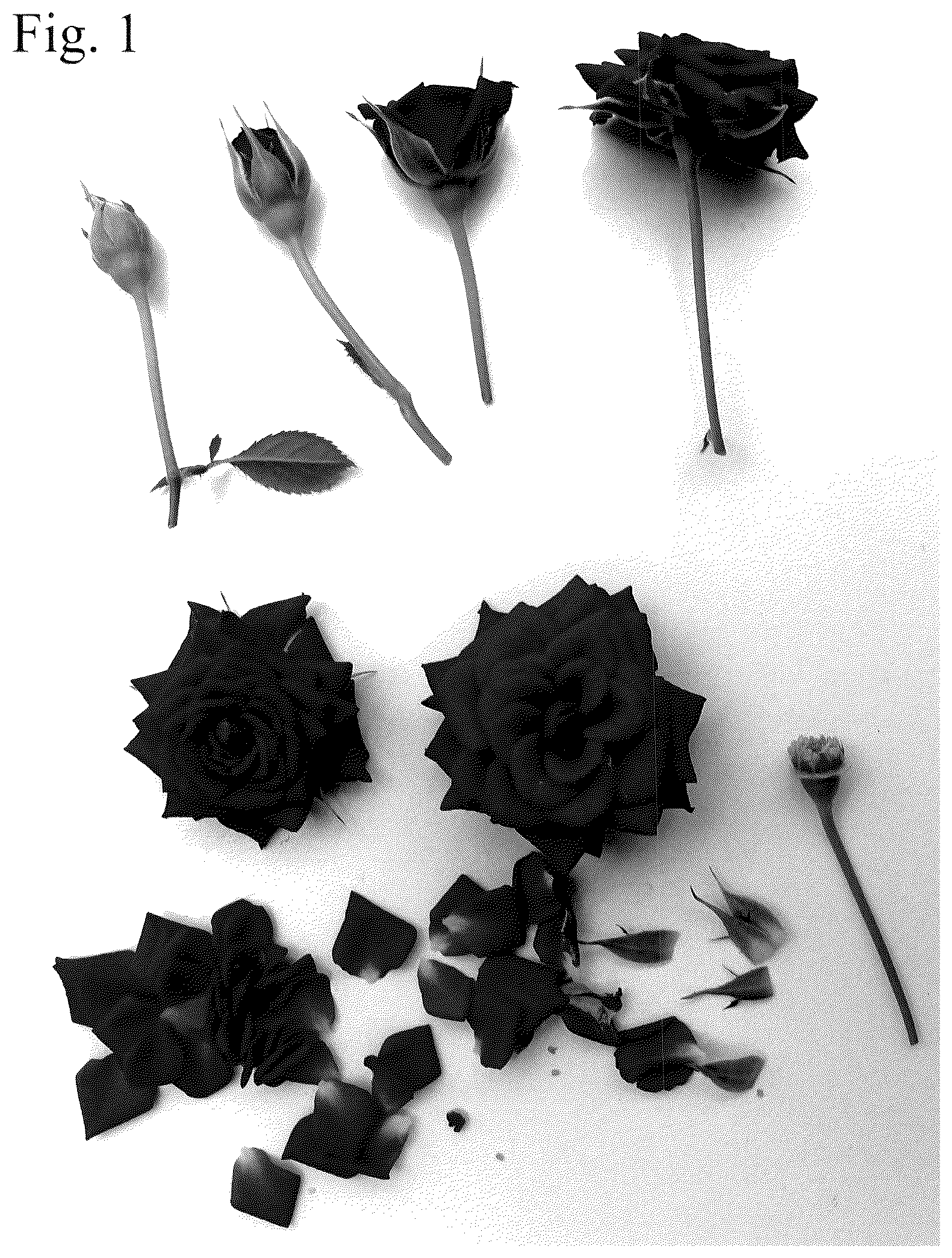 Patent USPP036818 — Rose plant named ‘Poulty048’ — Figure 1