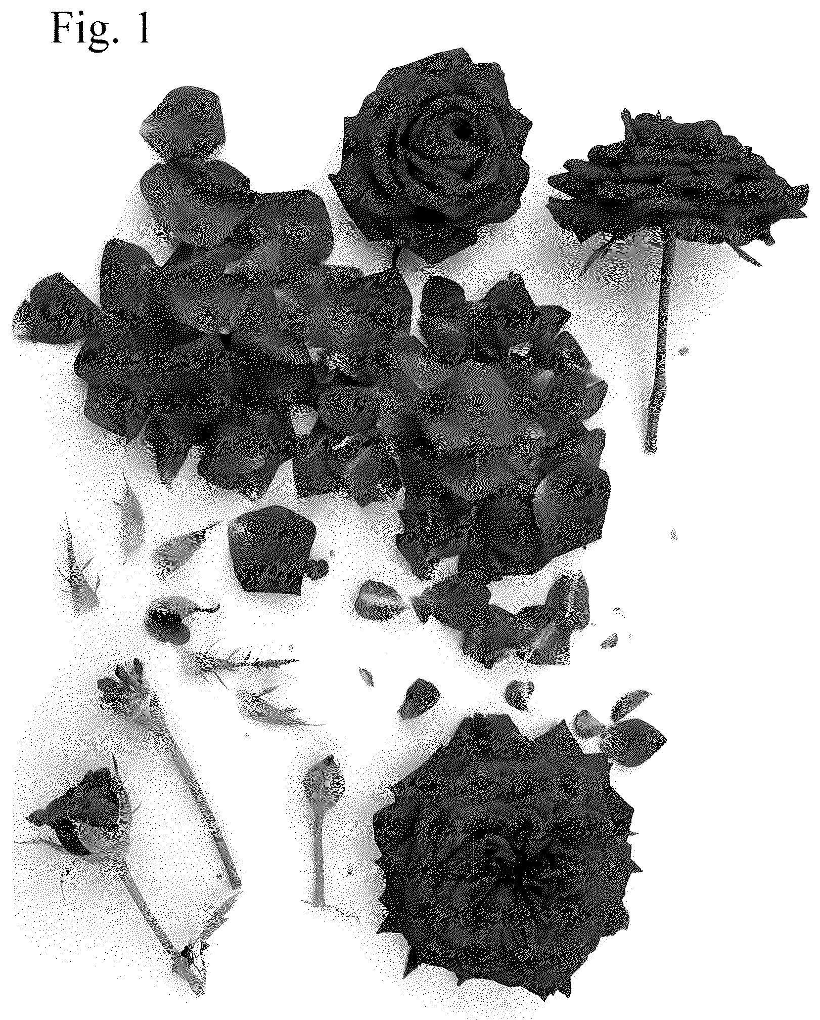 Patent USPP036819 — Rose plant named ‘Poulvic001’ — Figure 1