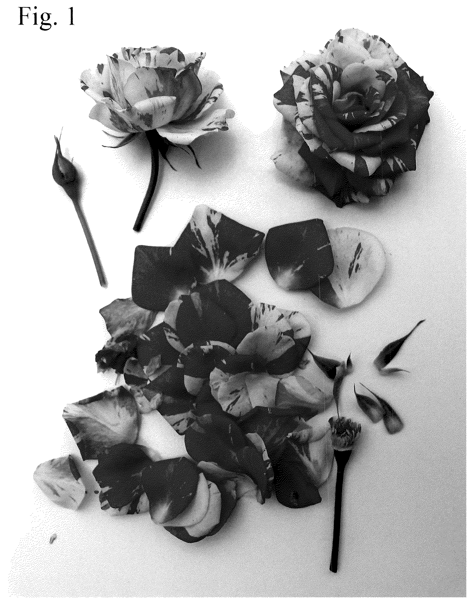 Patent USPP036820 — Rose plant named ‘Poulpah124’ — Figure 1