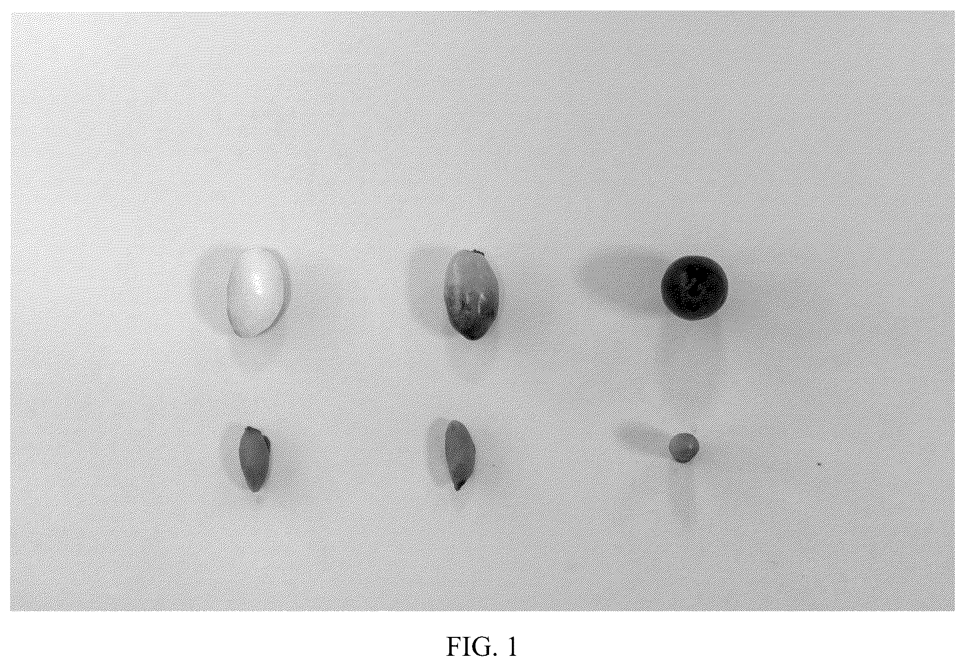 Patent USPP036821 Figure 1 – Olive tree named ‘I 79’