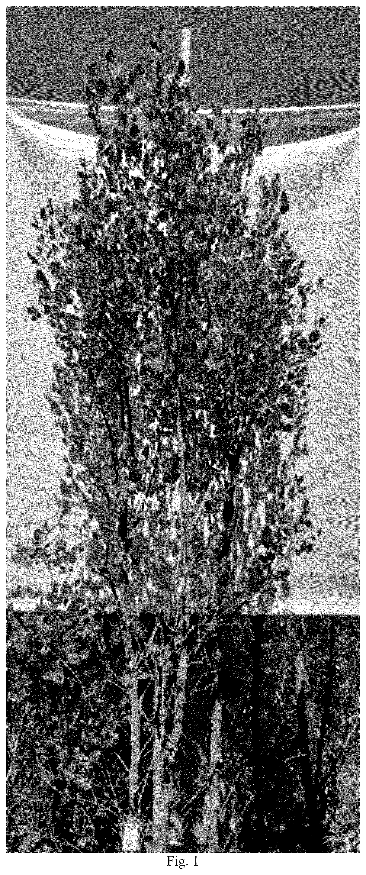 Patent USPP036823 Figure 1 – Quillaja saponaria plant named ‘DK-QSCB1348’