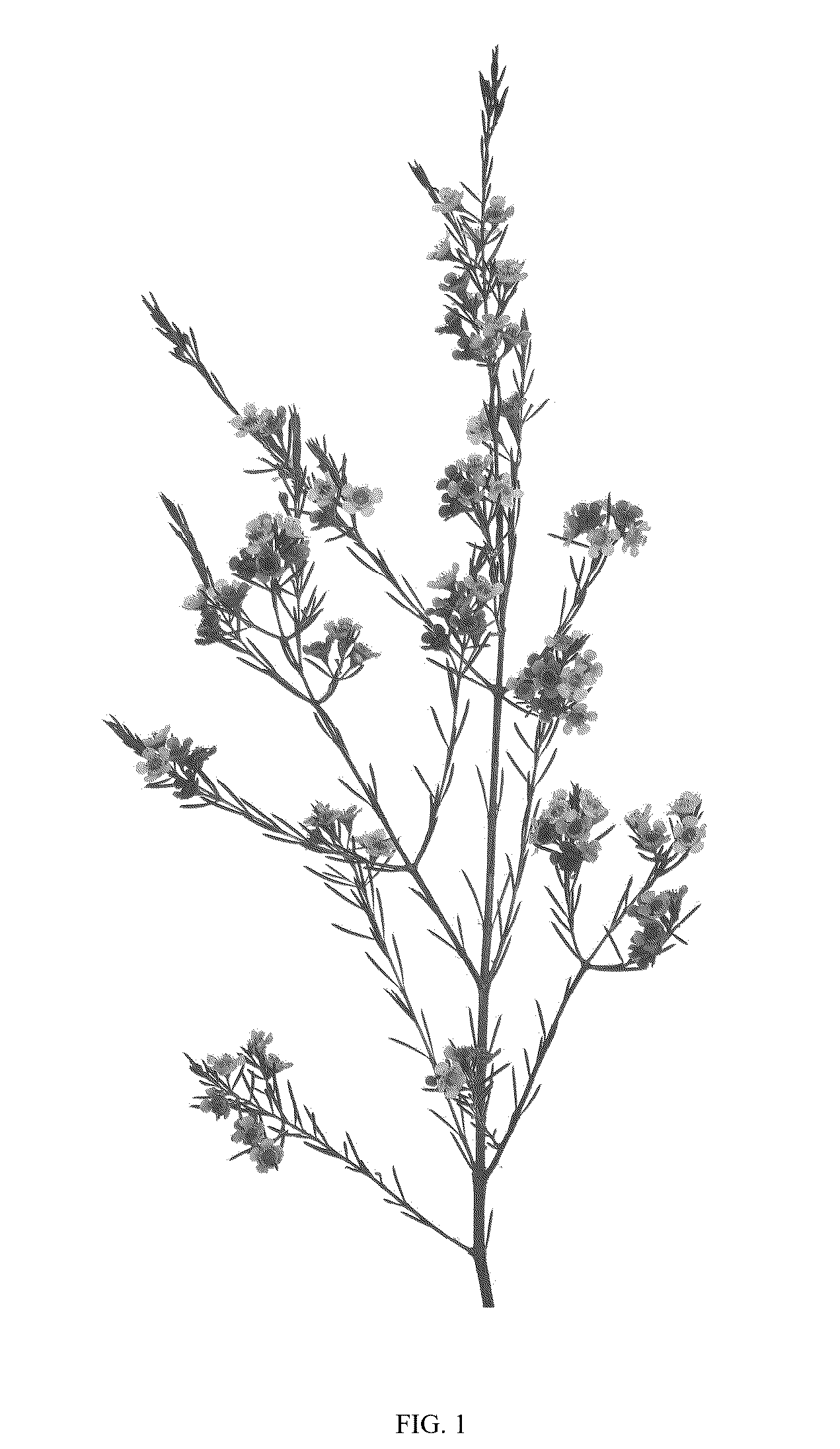 Patent USPP036824 — Chamelaucium plant named ‘DUAL STAR’ — Figure 1