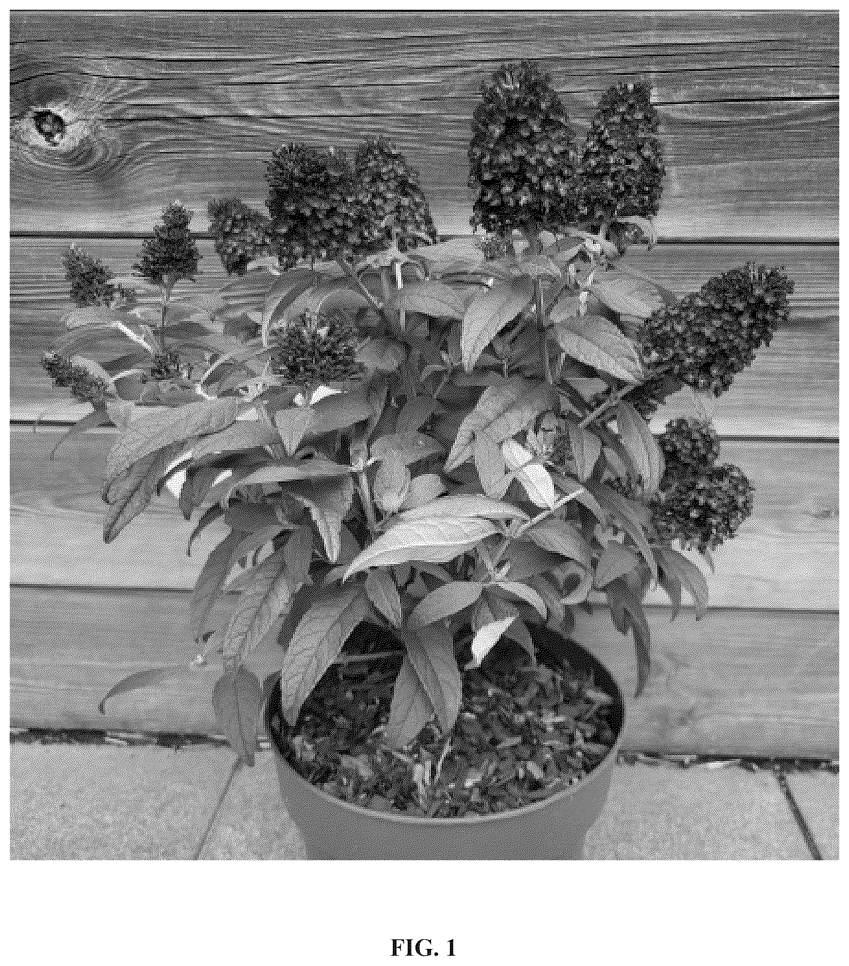 Patent USPP036825 — Buddleja plant named ‘Botex 010’ — Figure 1