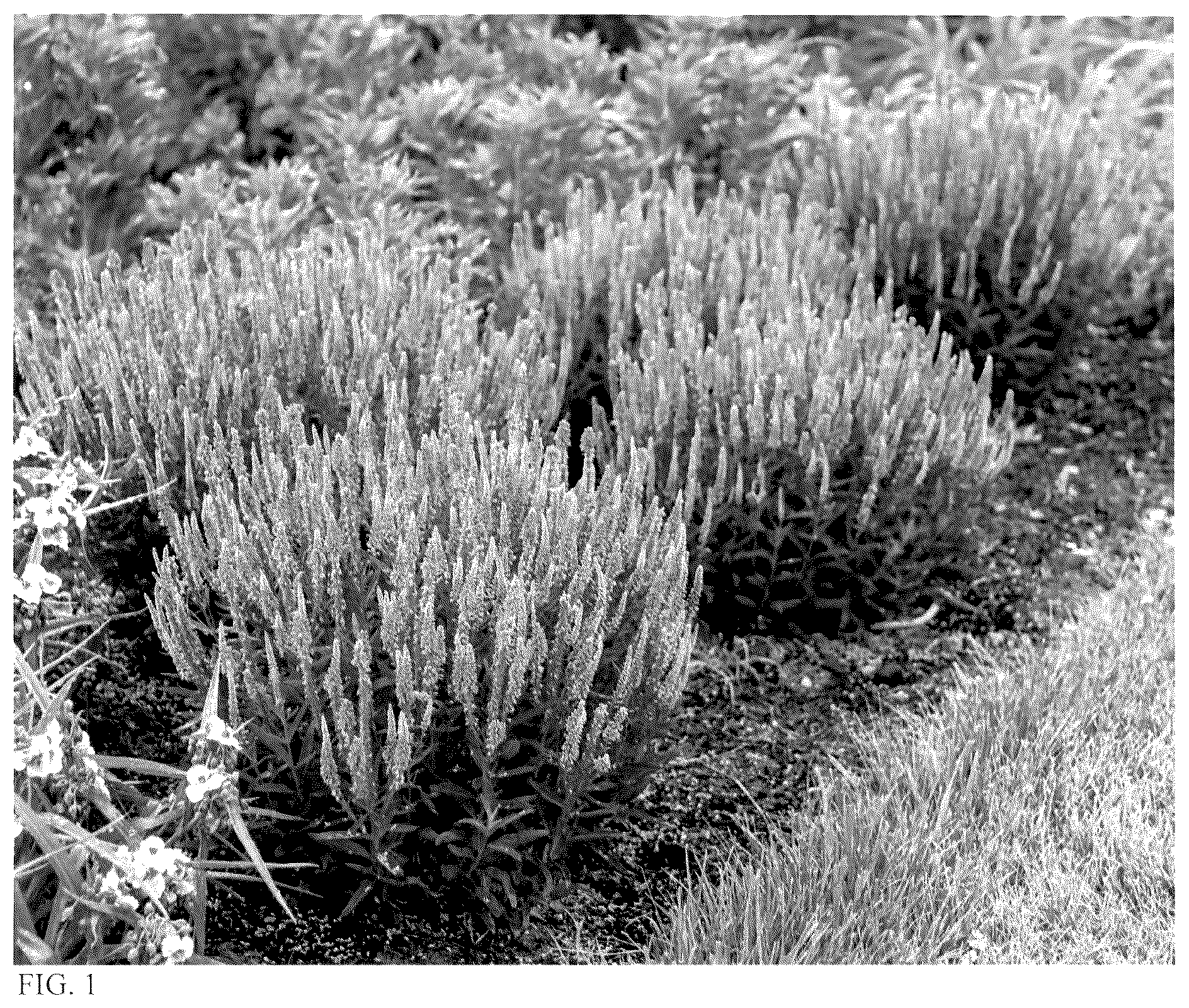 Patent USPP036826 — Veronica plant named ‘Da Vinci Delight’ — Figure 1