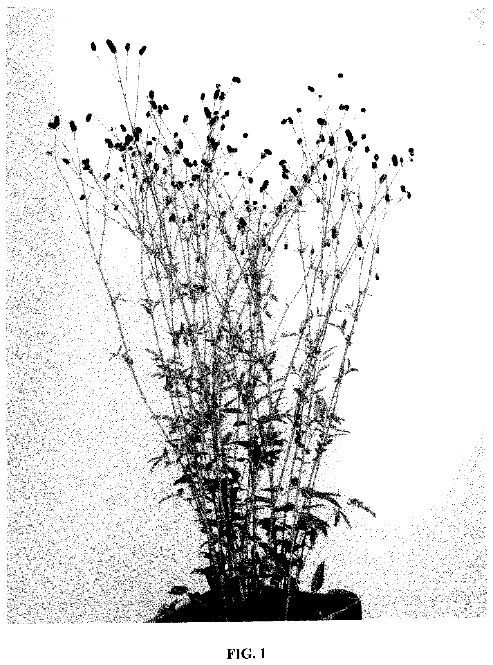 Patent USPP036827 — Sanguisorba plant named ‘Black Dream Select’ — Figure 1