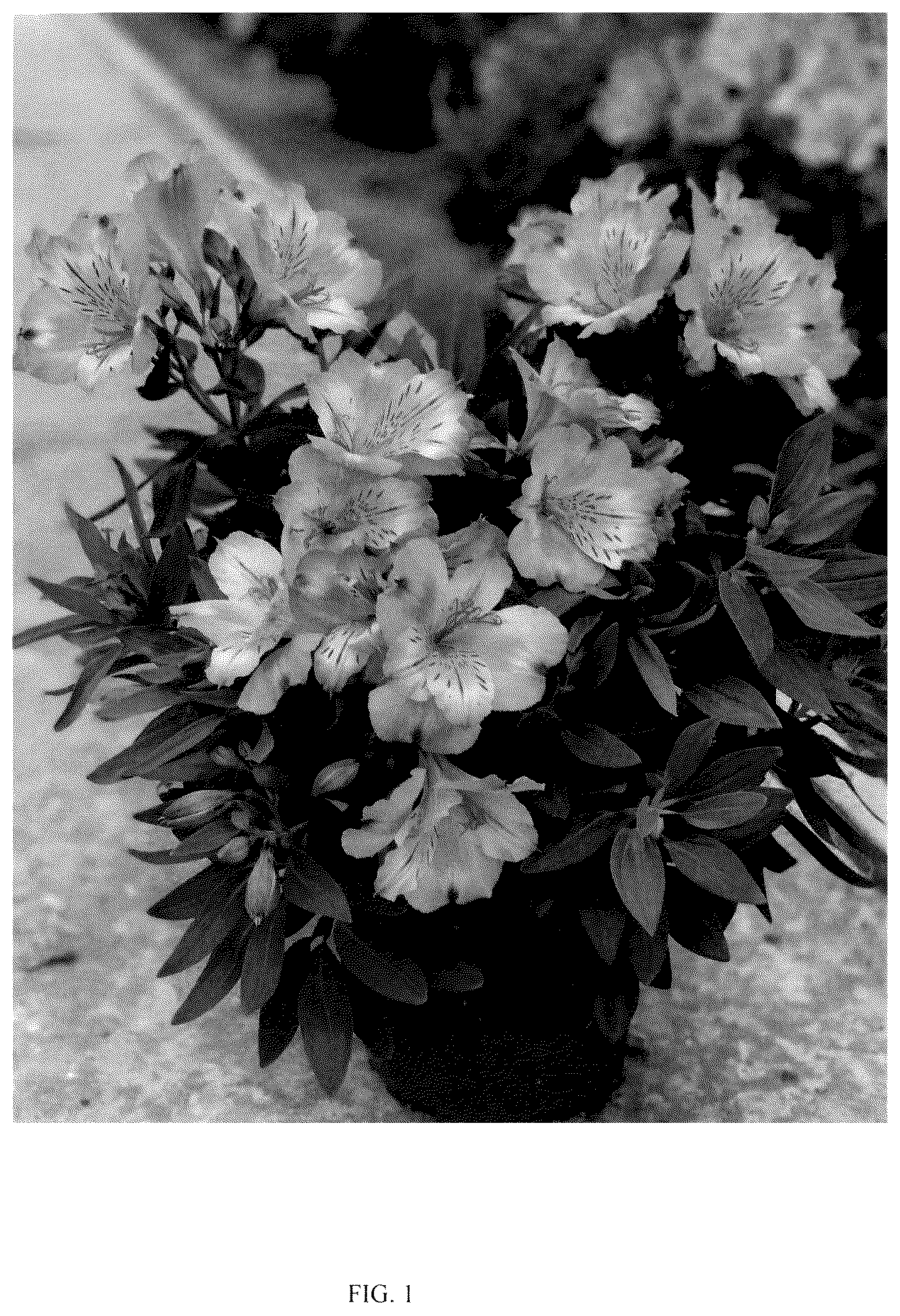 Patent USPP036828 — Alstroemeria plant named ‘Turcal139’ — Figure 1