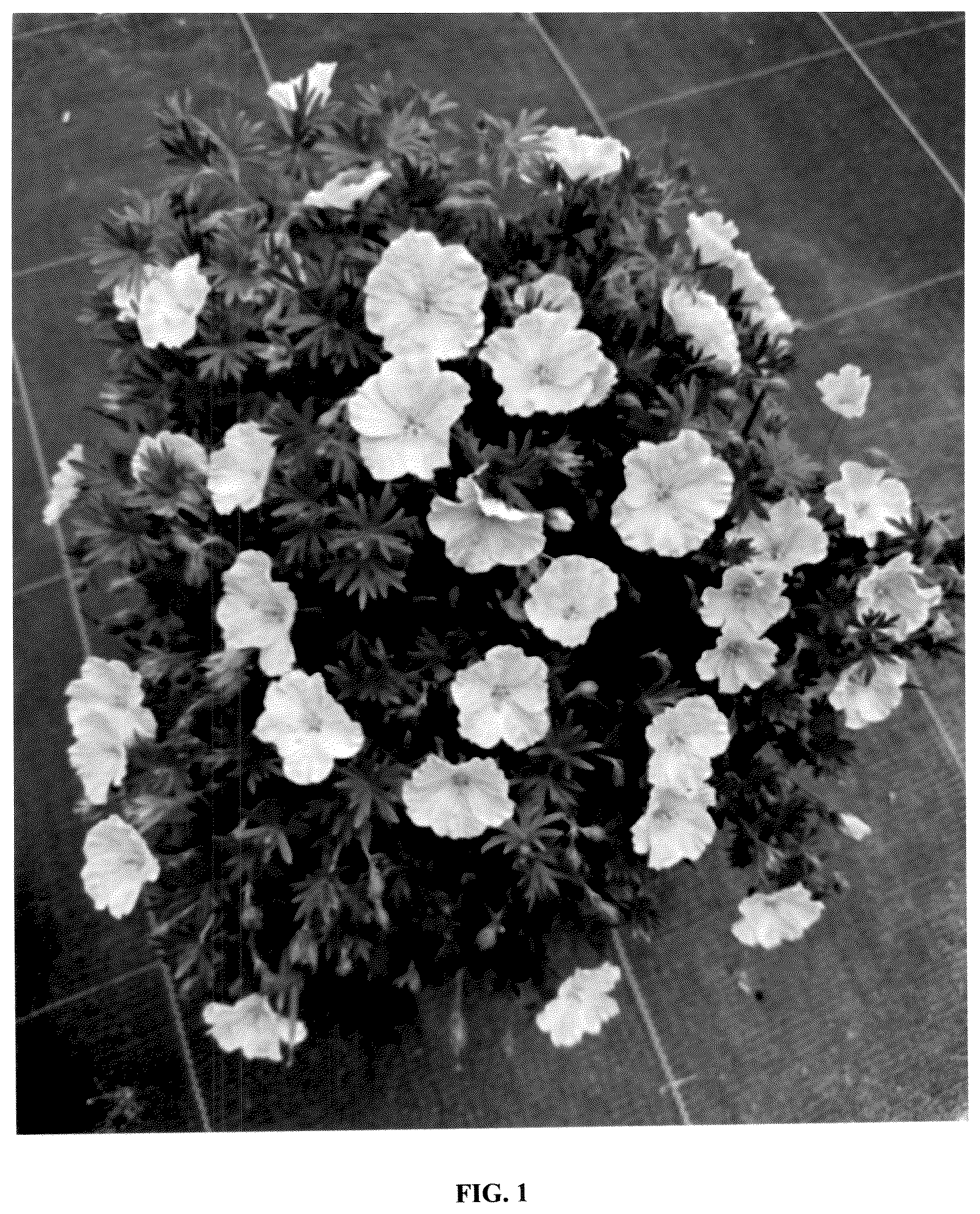 Patent USPP036829 — Geranium plant named ‘MVNG1811’ — Figure 1