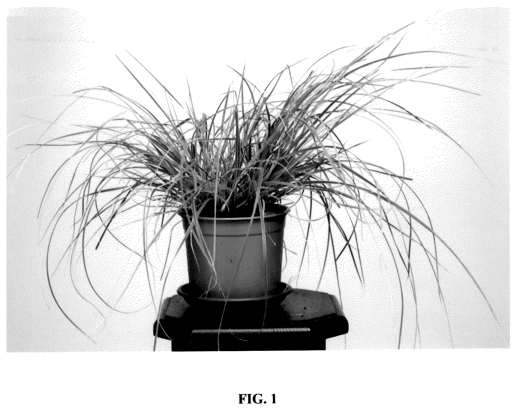 Patent USPP036831 — Cortaderia plant named ‘Day3’ — Figure 1