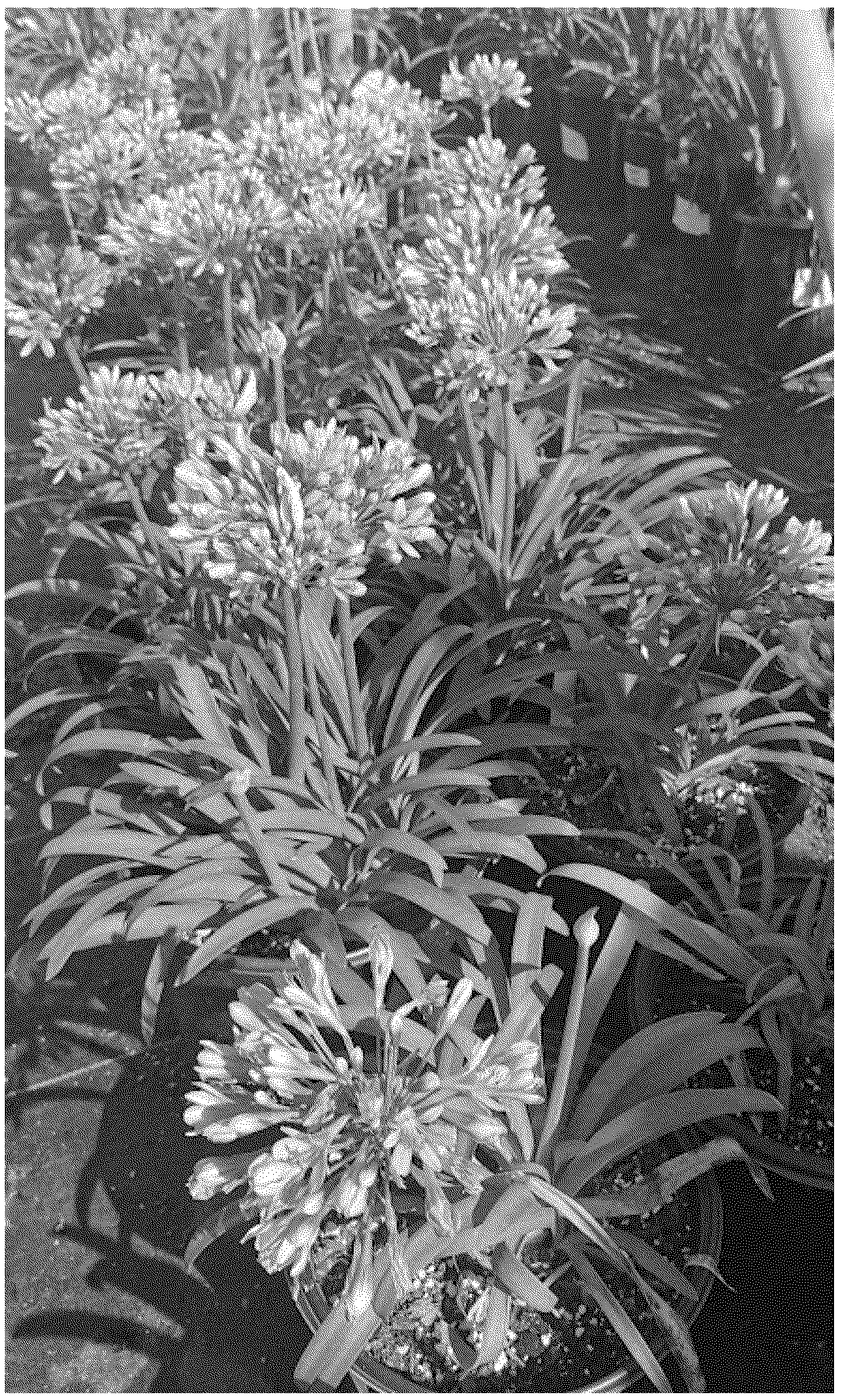 Patent USPP036832 — Agapanthus plant named ‘ALTatomicage’ — Figure 1