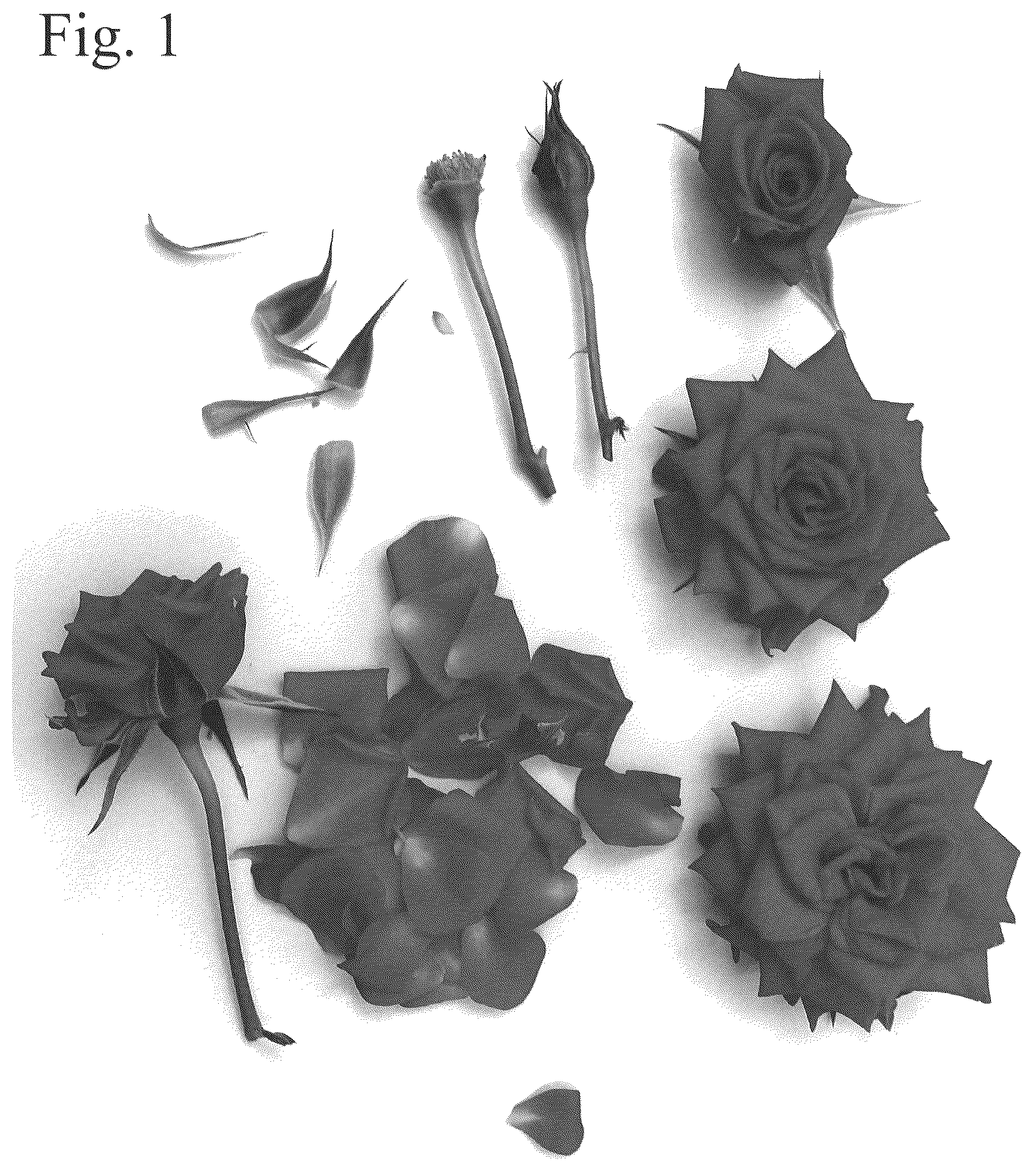 Patent USPP036834 — Rose plant named ‘Poulpar136’ — Figure 1