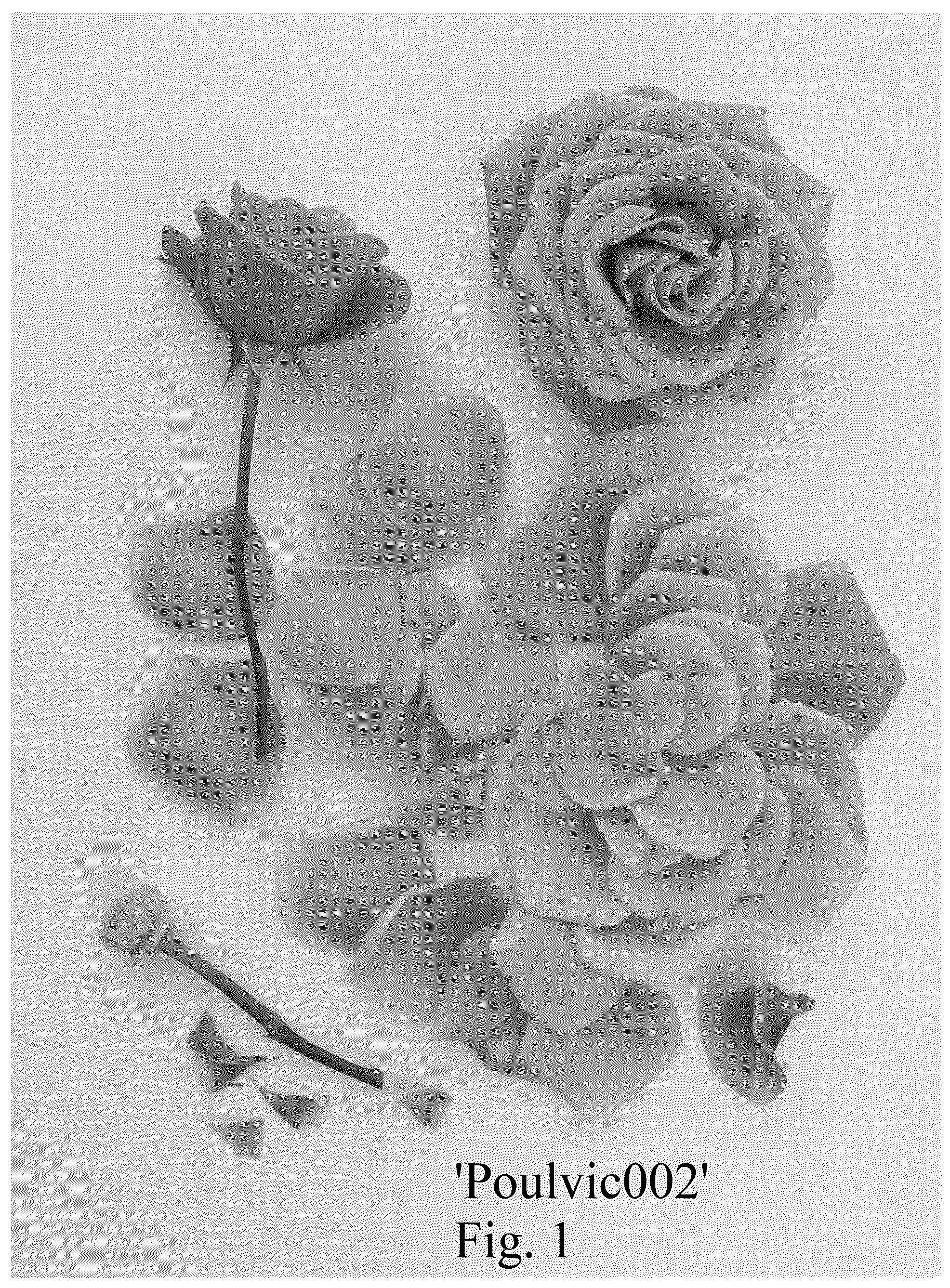 Patent USPP036835 — Rose plant named ‘Poulvic002’ — Figure 1