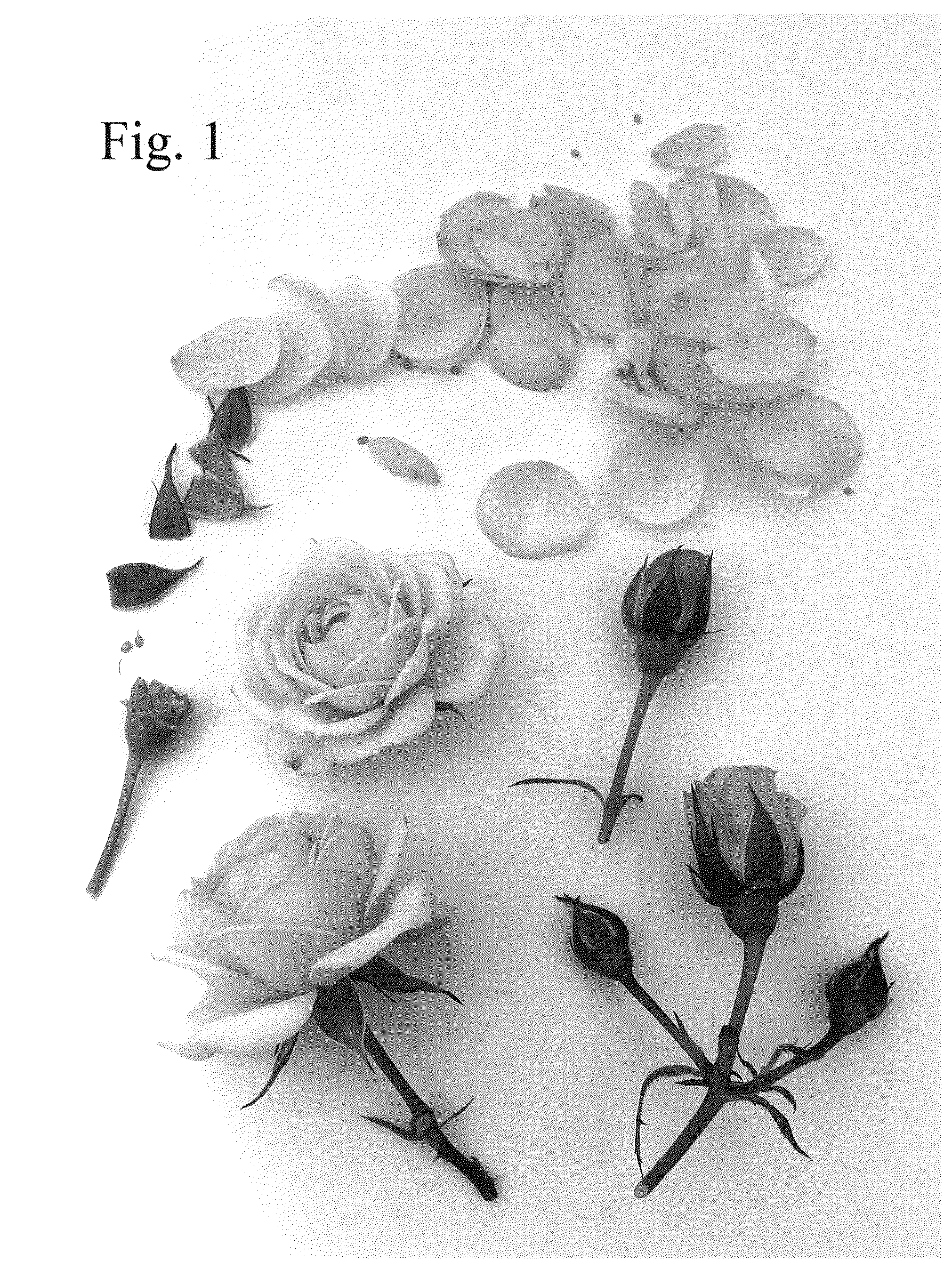 Patent USPP036836 Figure 1 – Rose plant named ‘Poulty036’