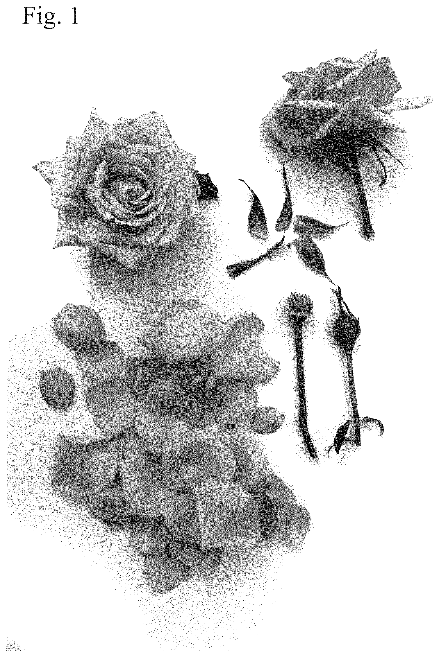 Patent USPP036837 Figure 1 – Rose plant named ‘Poulpah126’