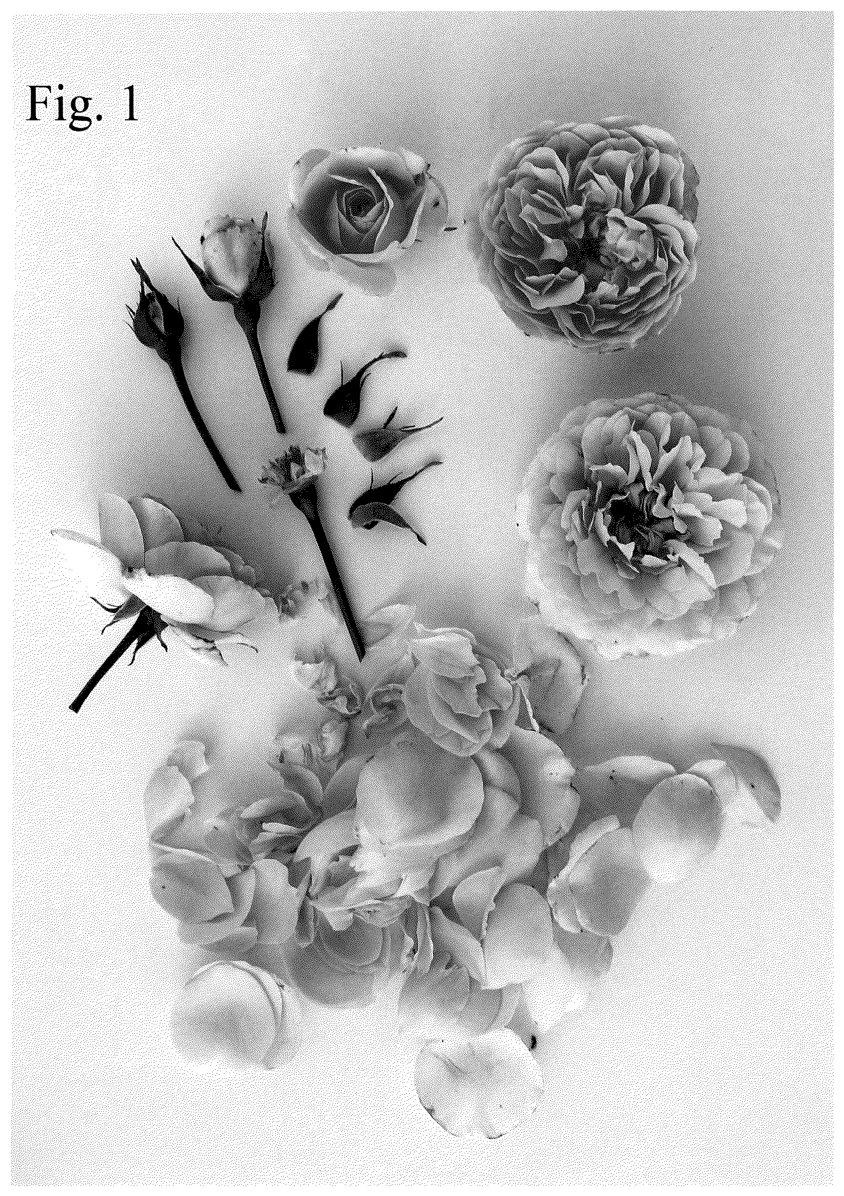 Patent USPP036838 Figure 1 – Floribunda rose plant named ‘Poulnap008’