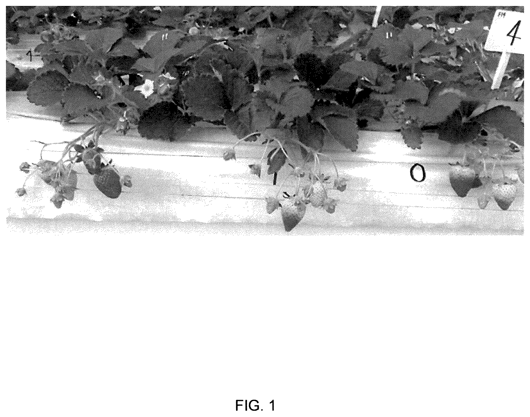 Patent USPP036840 — Strawberry plant named ‘Fukushima ST14Go’ — Figure 1