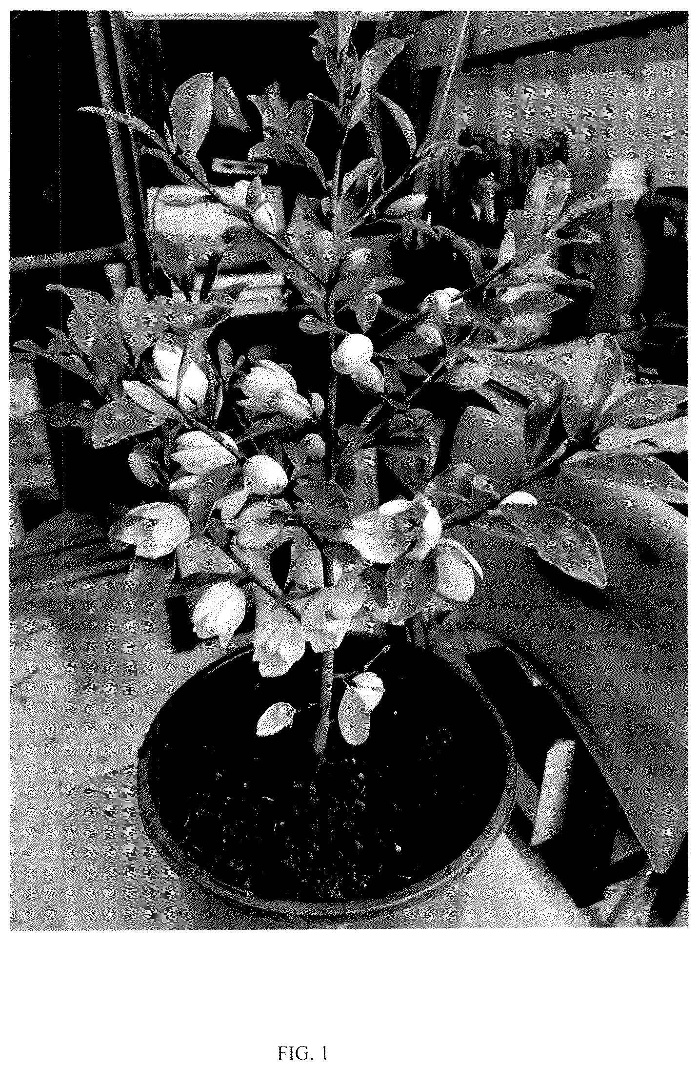 Patent USPP036841 — Magnolia plant named ‘MicJur12’ — Figure 1