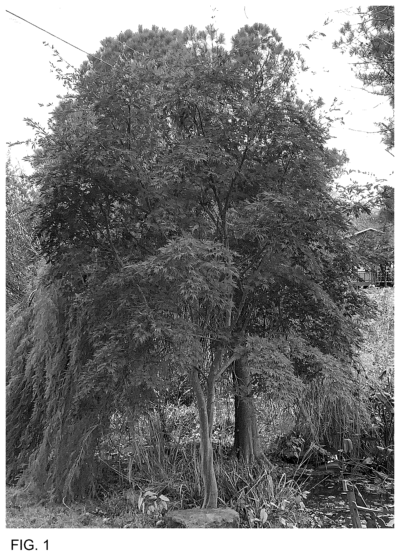 Patent USPP036842 — Acer tree named ‘Autken1’ — Figure 1