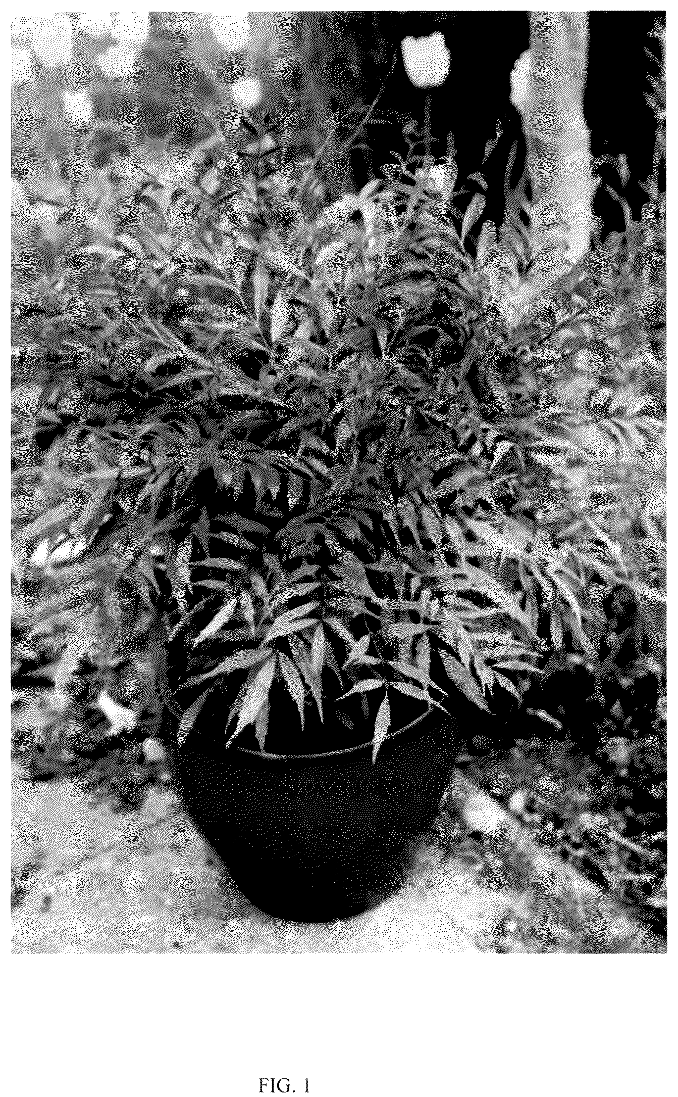 Patent USPP036843 — Mahonia plant named ‘HILLMAH’ — Figure 1