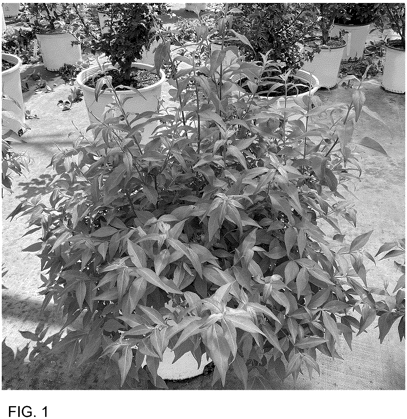 Patent USPP036844 — Abelia plant named ‘SMNAMW’ — Figure 1