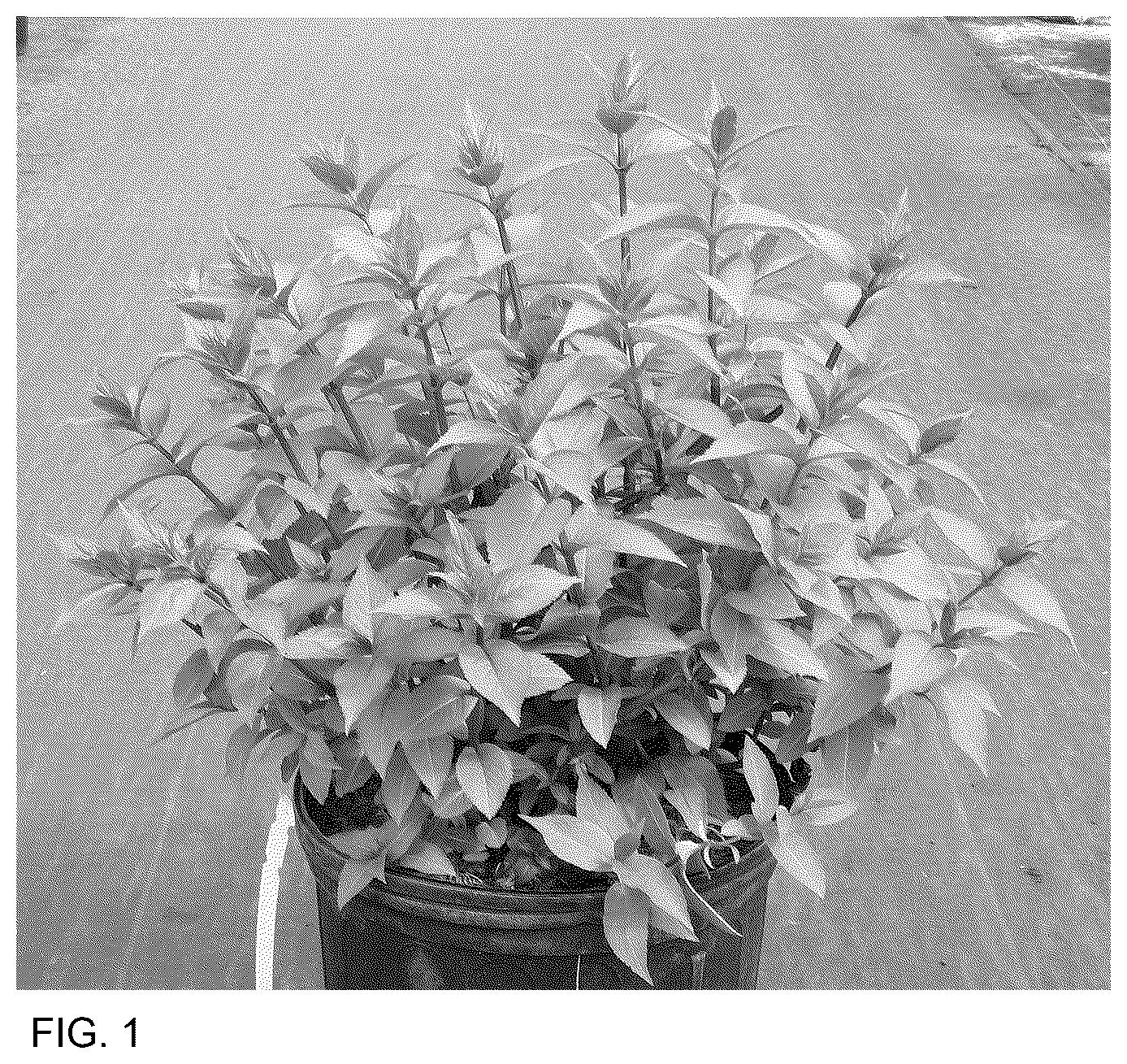 Patent USPP036845 — Diervilla plant named ‘SMNDSF’ — Figure 1