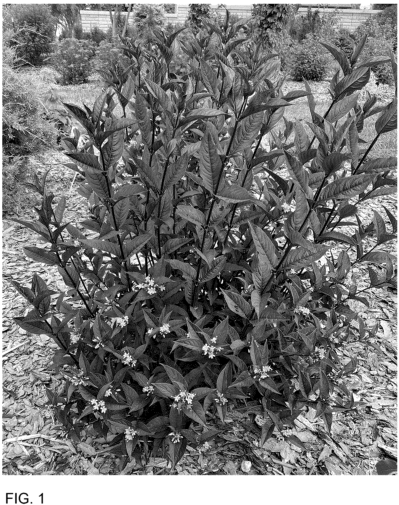 Patent USPP036846 — Diervilla plant named ‘SMNDSN’ — Figure 1